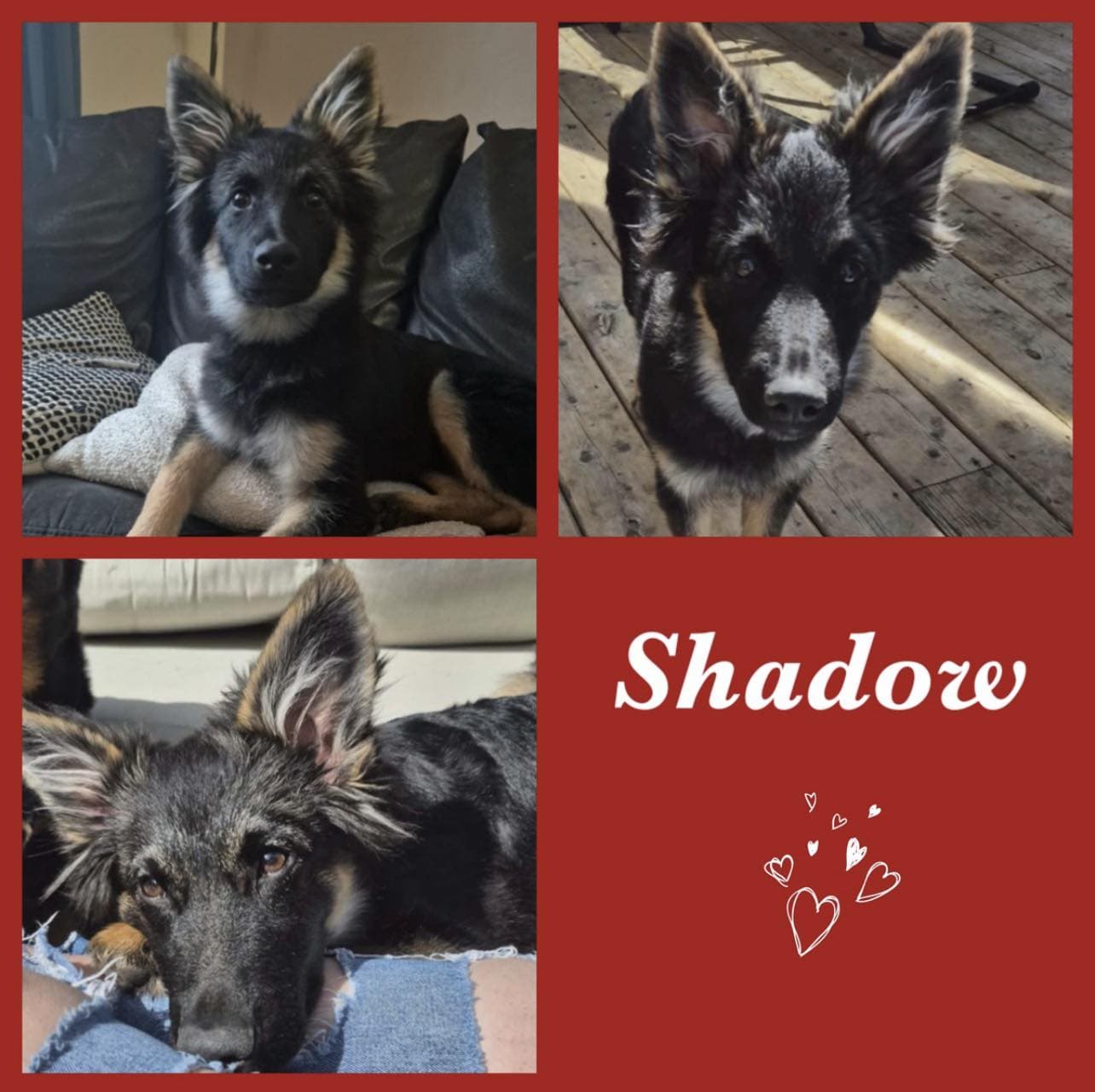 Shadow - Shepherd mix? available for adoption in Calgary
