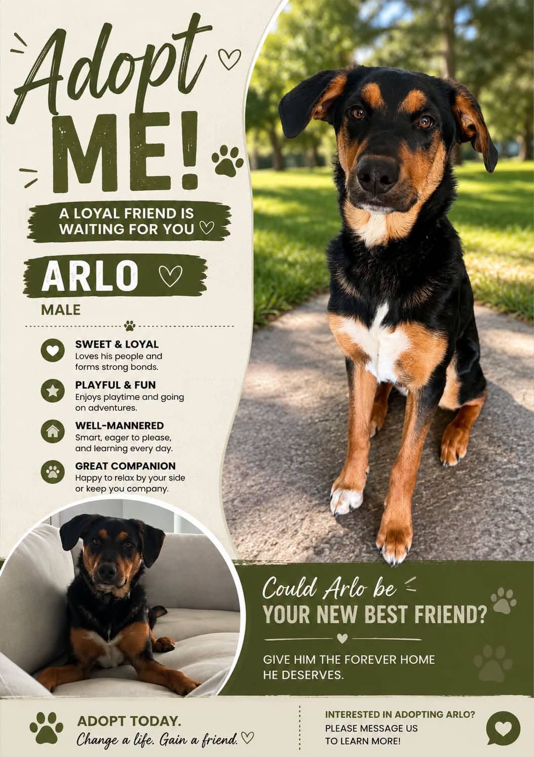 Arlo - mixed available for adoption