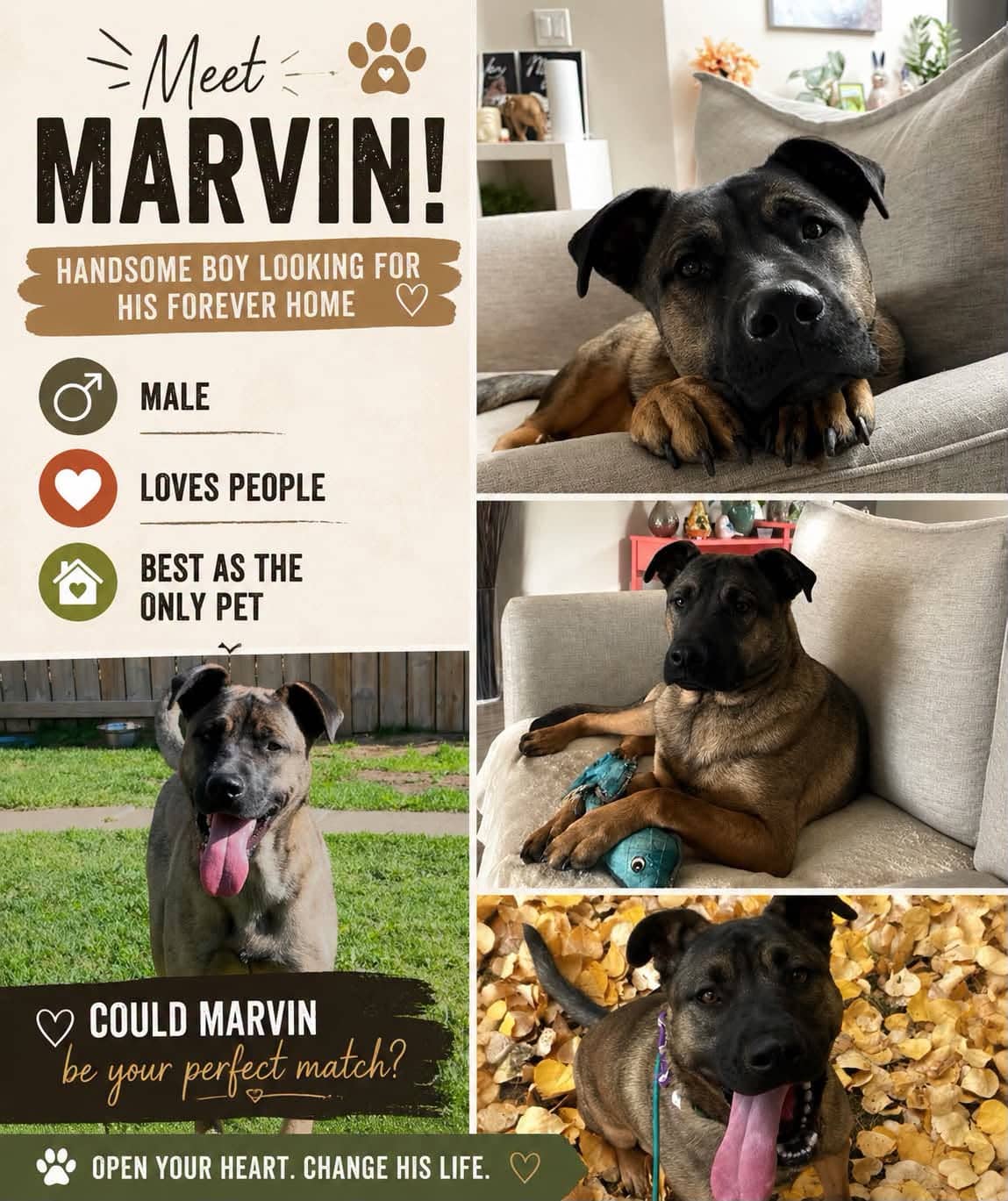 Marvin - Shepherd mix available for adoption