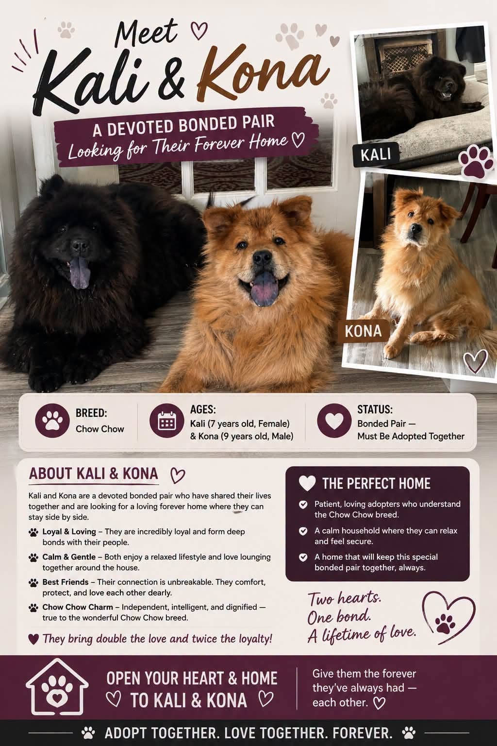Kali & Kona - Chow Chow available for adoption