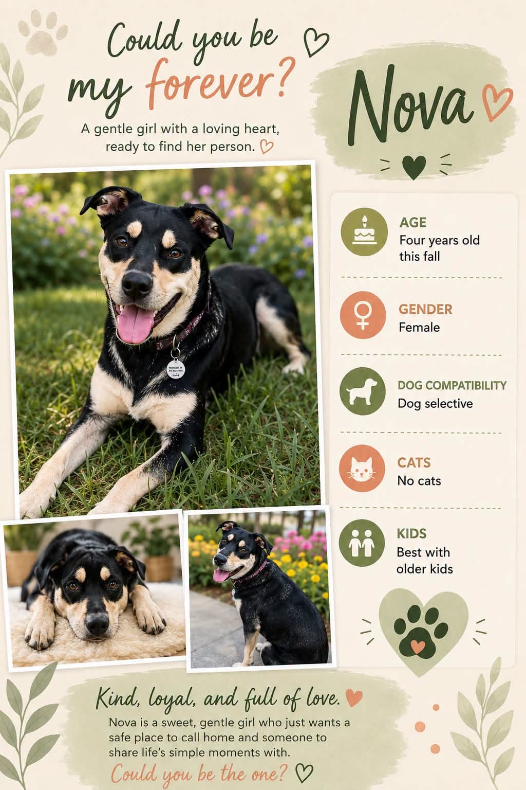 Nova - Mixed available for adoption