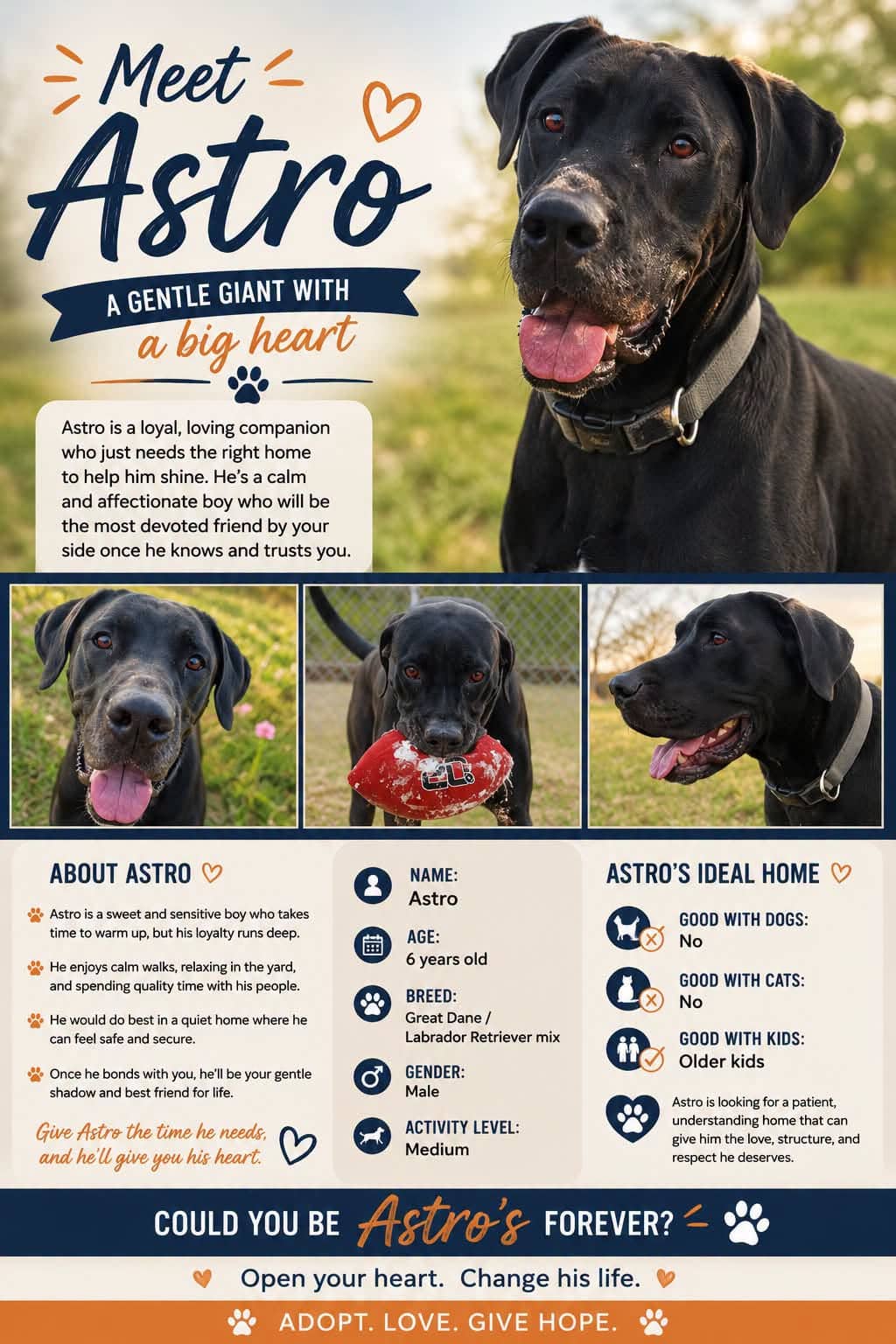 Astro - Dane / Lab available for adoption