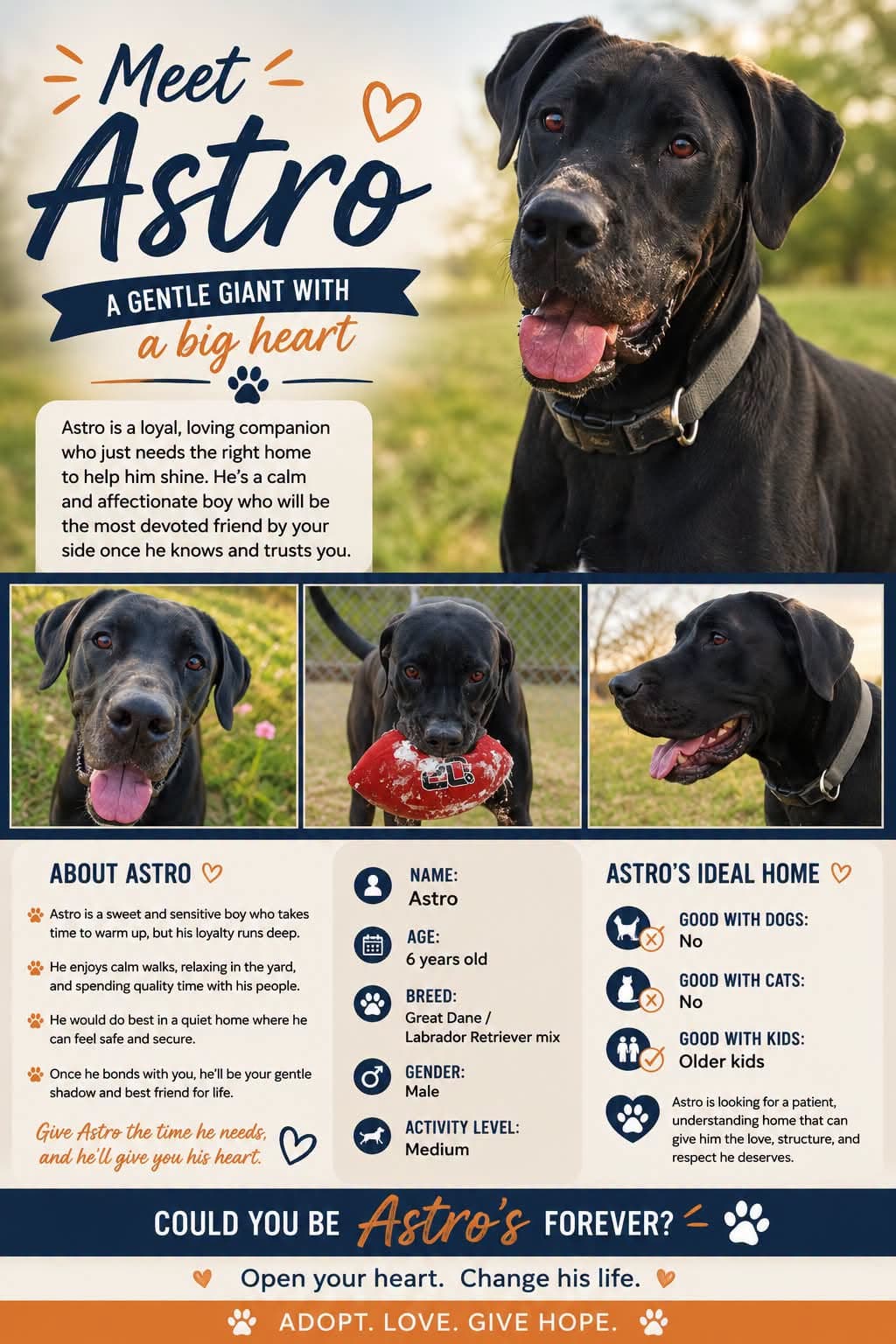Astro - Dane / Lab available for adoption