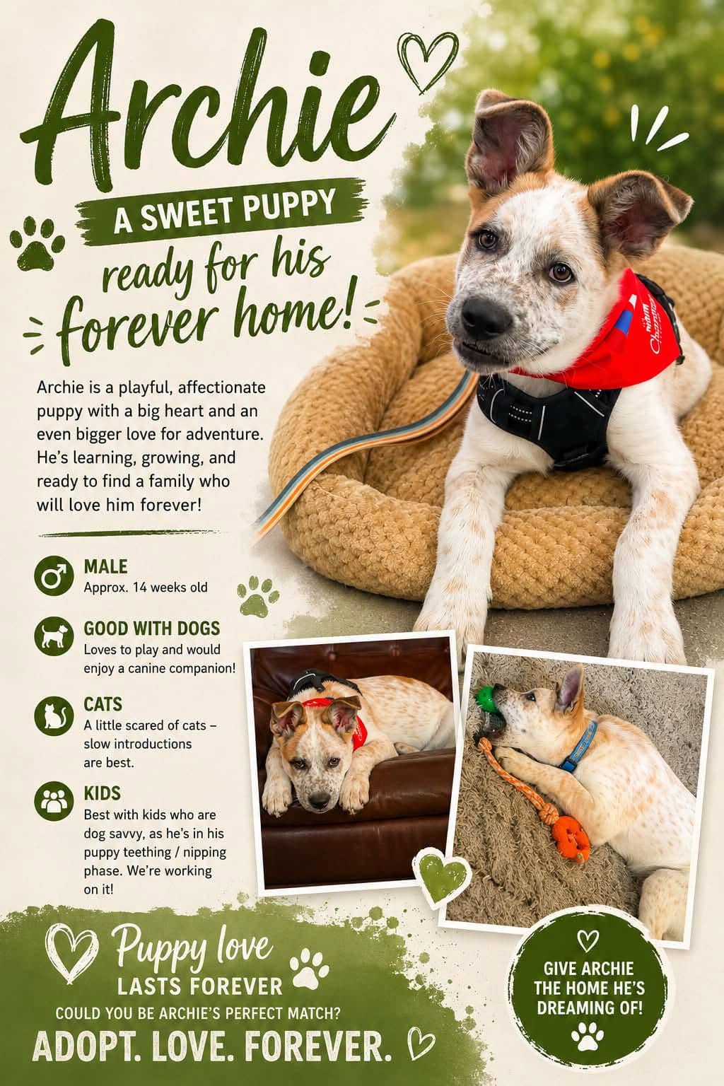 Archie - Mixed available for adoption