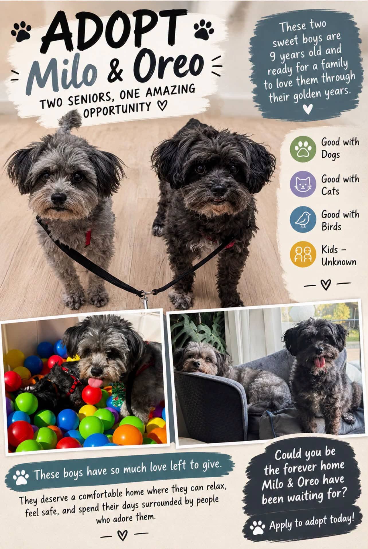 Milo & Oreo - Bonded Pair - Maltipoo ( some schnauzer is likely) available for adoption in Alberta
