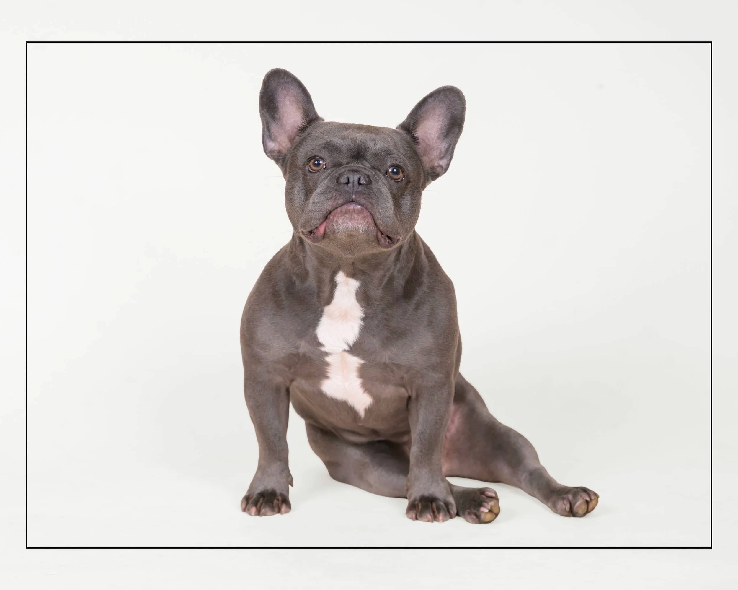 Olive - French Bulldog available for adoption