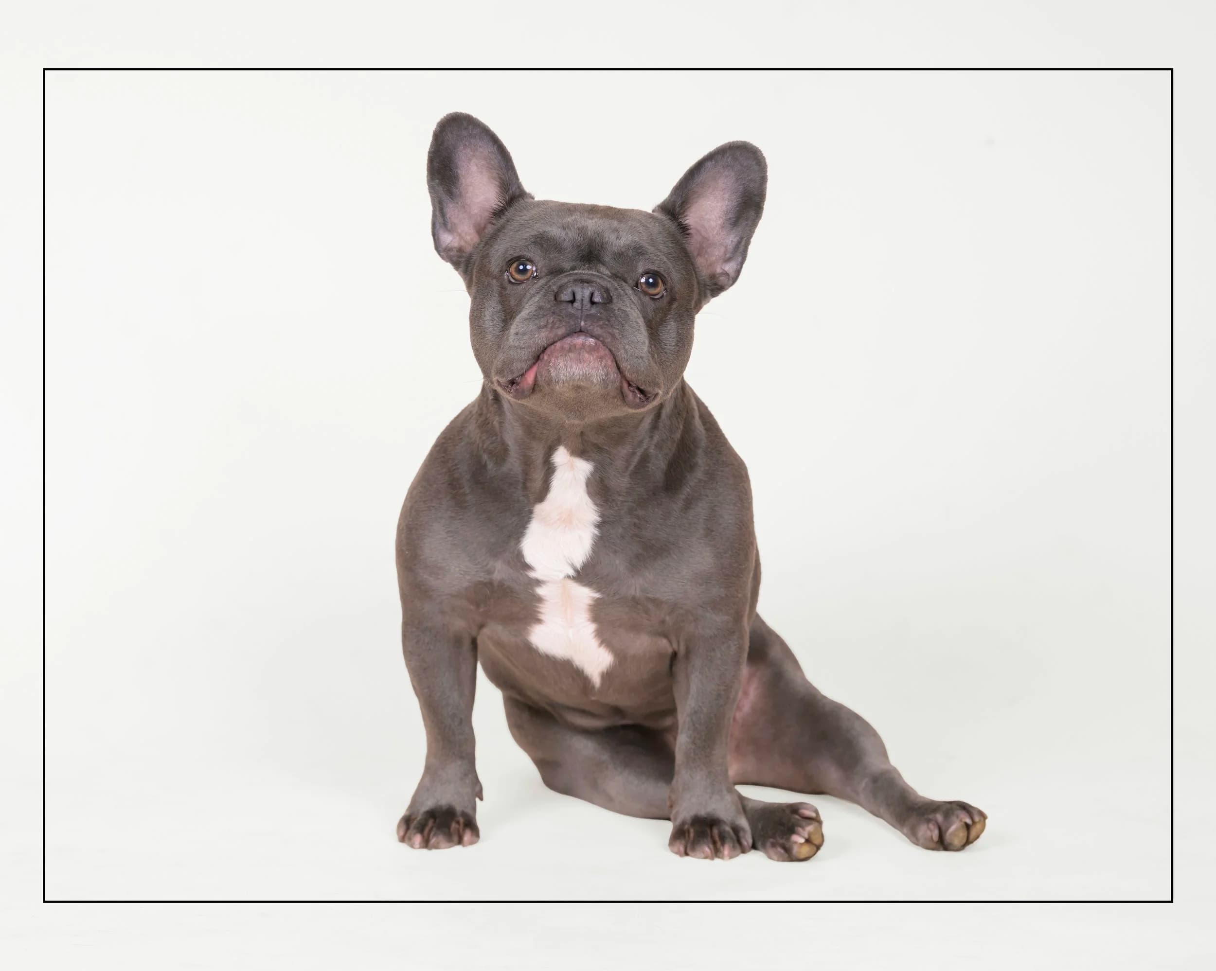 Olive - French Bulldog available for adoption