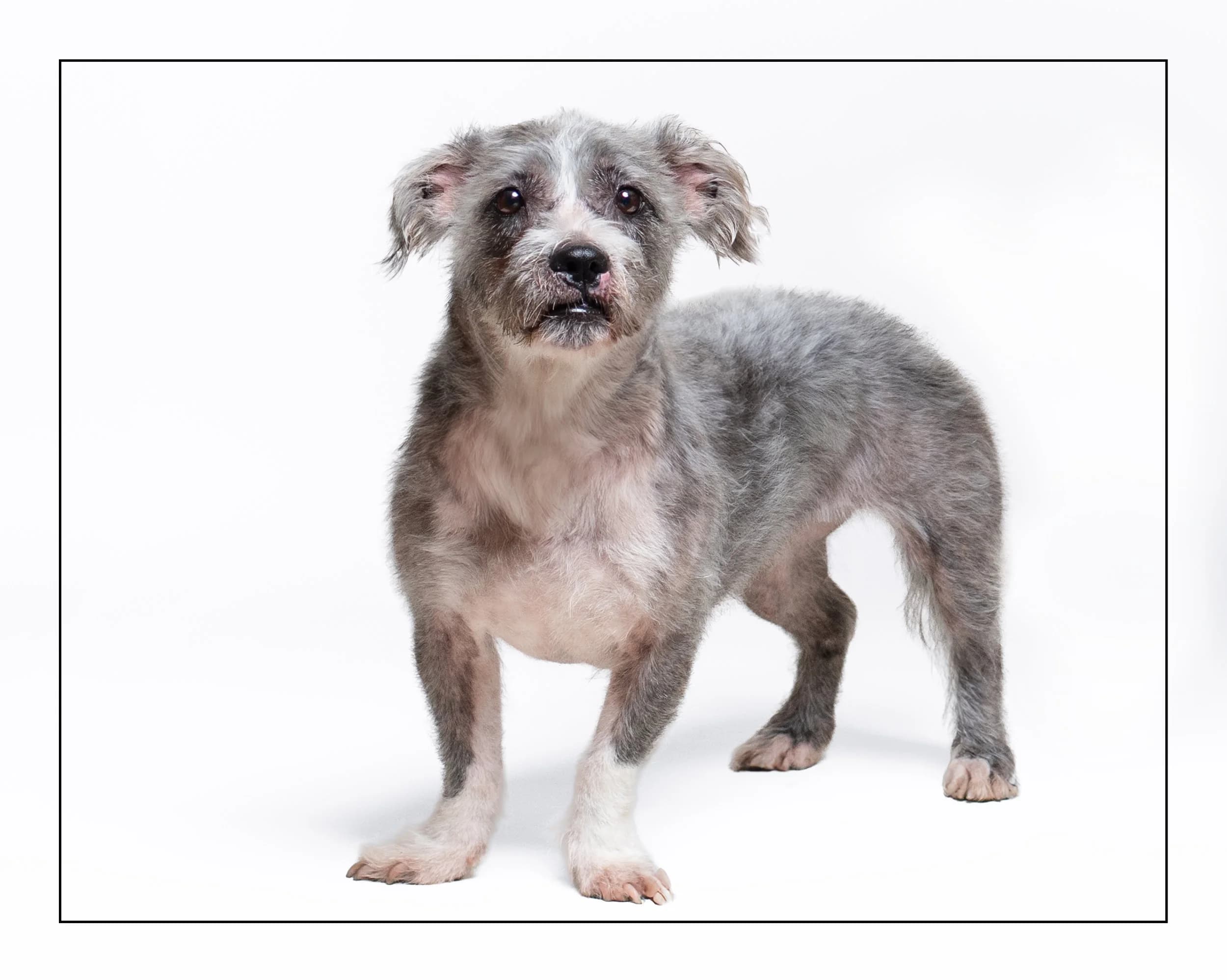 Molly - Terrier Mix available for adoption