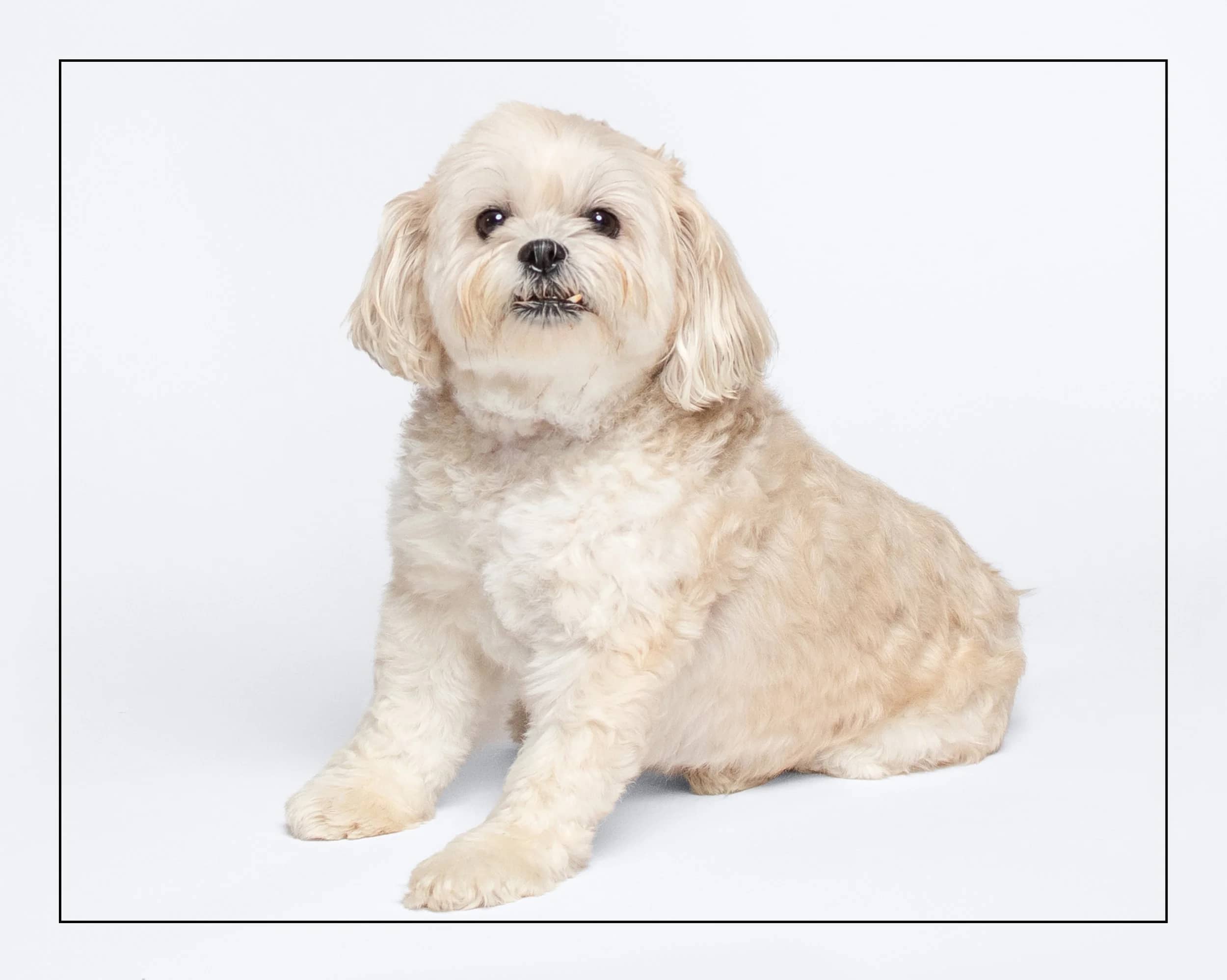 Molly - Shih Tzu Mix available for adoption in Ontario