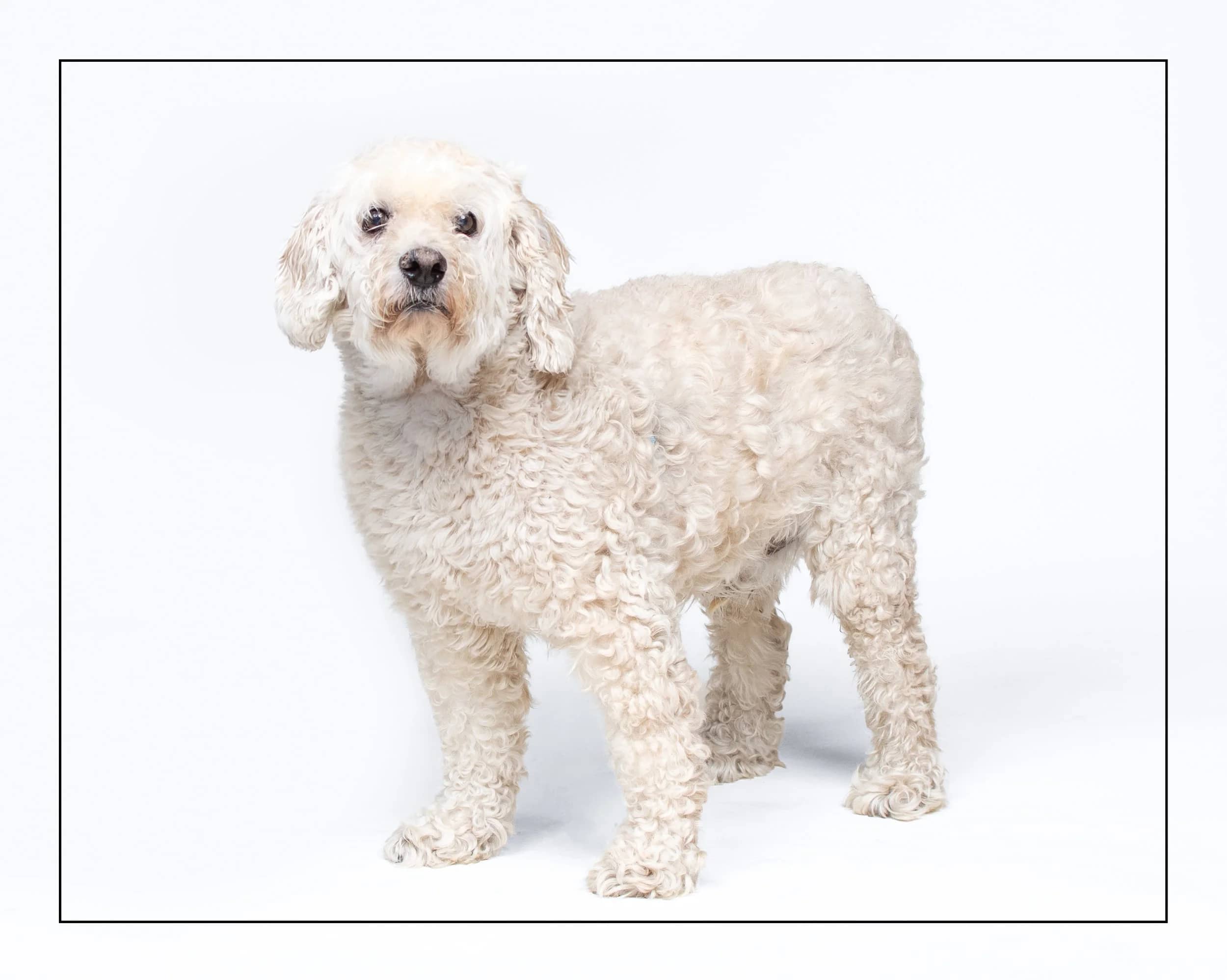 Max - Cocker Spaniel Mix available for adoption in Ontario