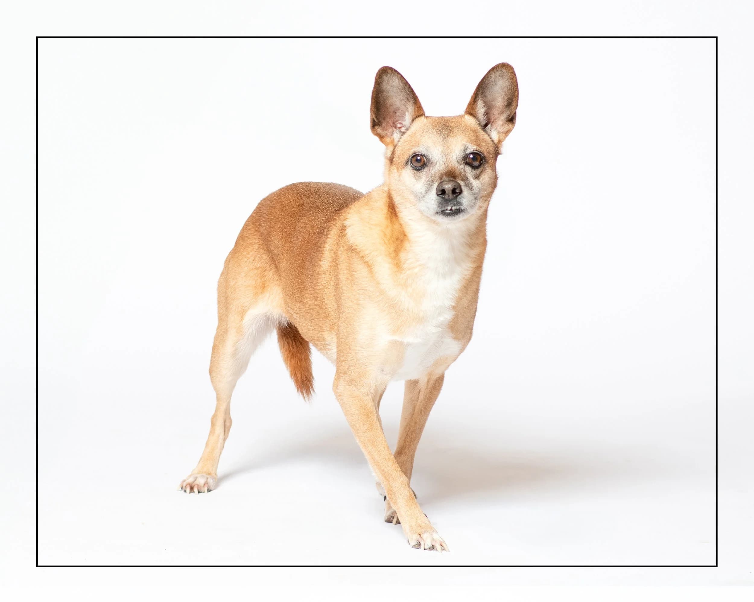 Olive - Mix available for adoption at Dog Tales Rescue and Sanctuary in Ontario