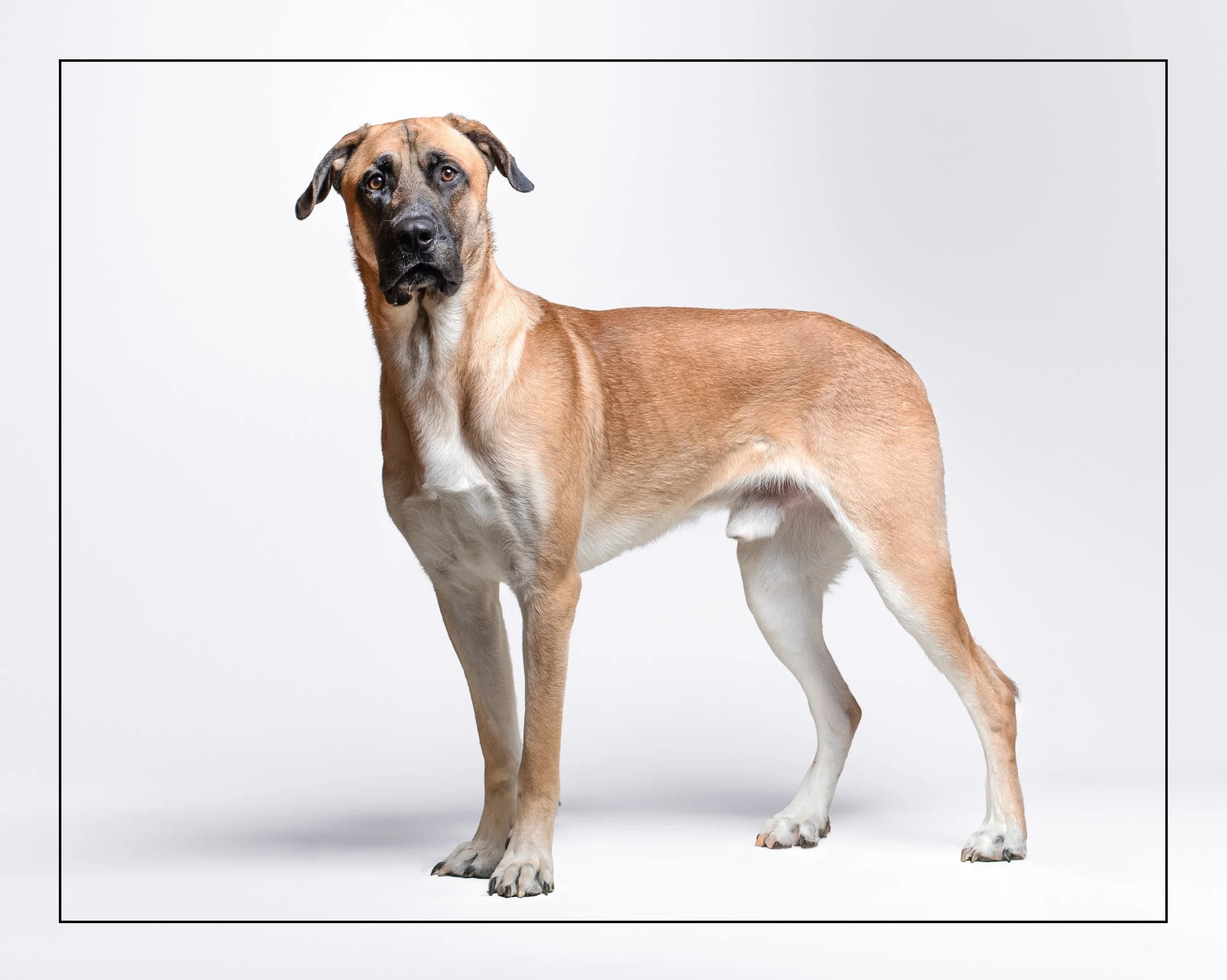 Ed - German Shepherd Mix available for adoption