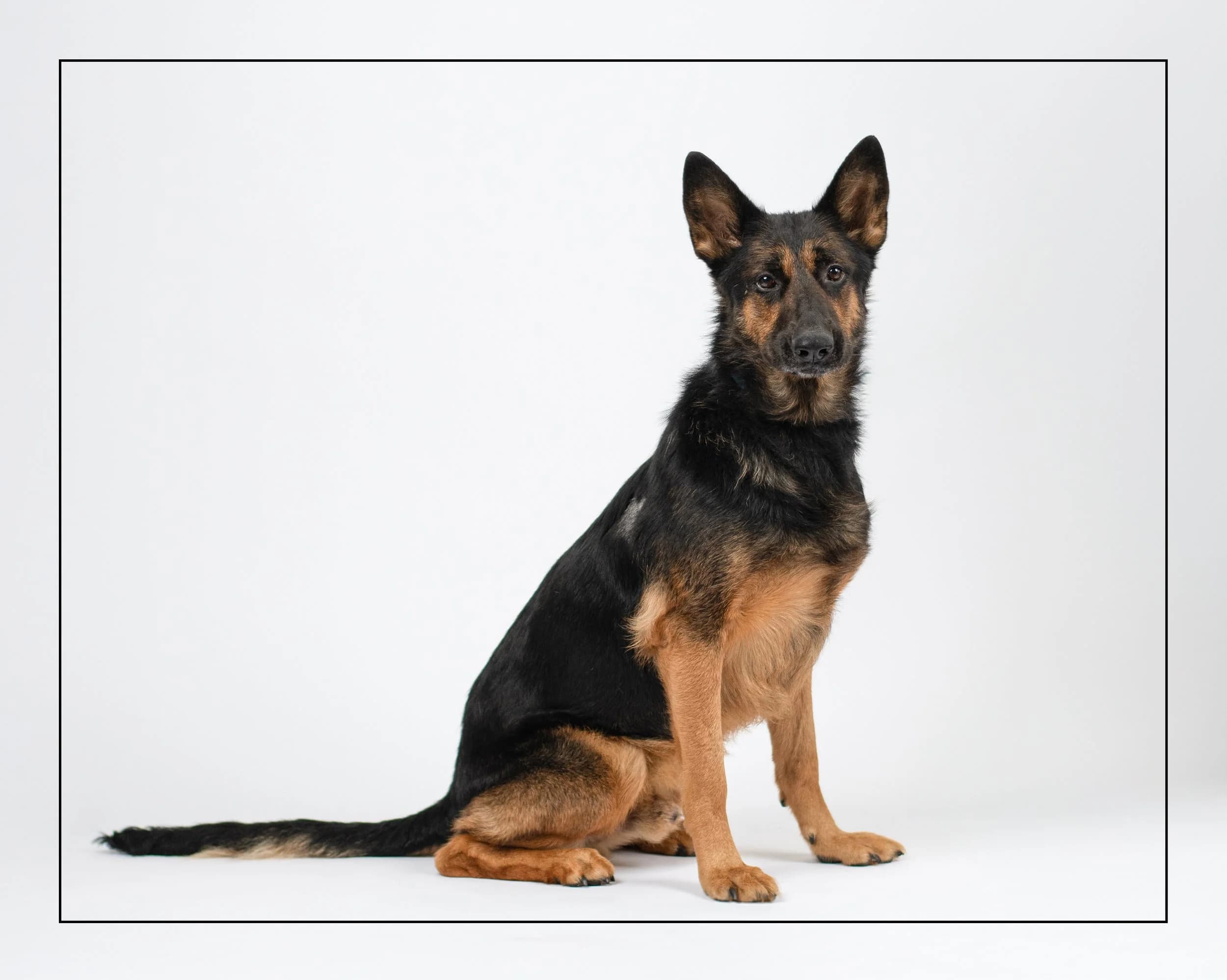 Trooper - 9 Years Old available for adoption at Dog Tales Rescue and Sanctuary in Ontario