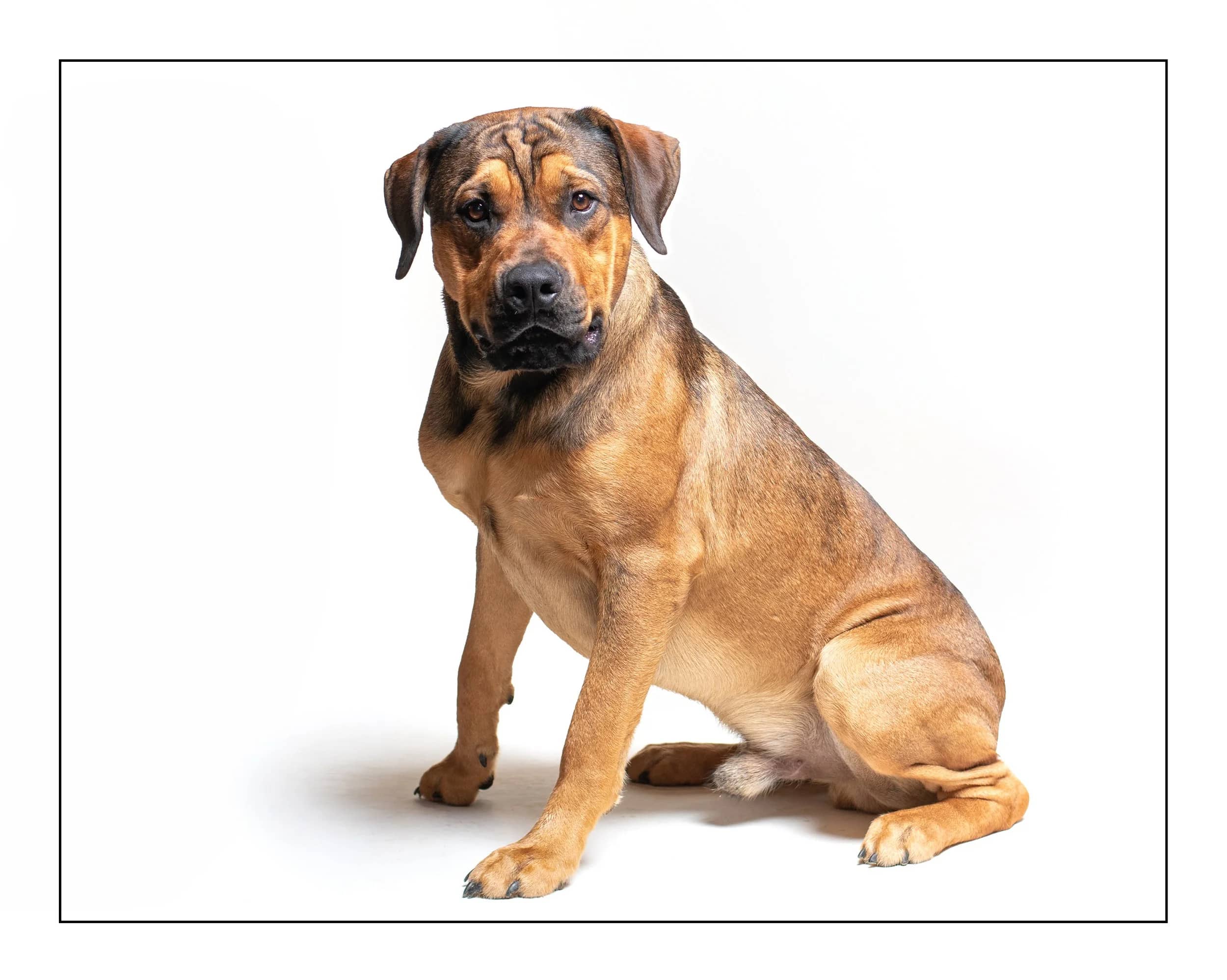 Zander - Rhodesian Ridgeback Mix available for adoption in Ontario