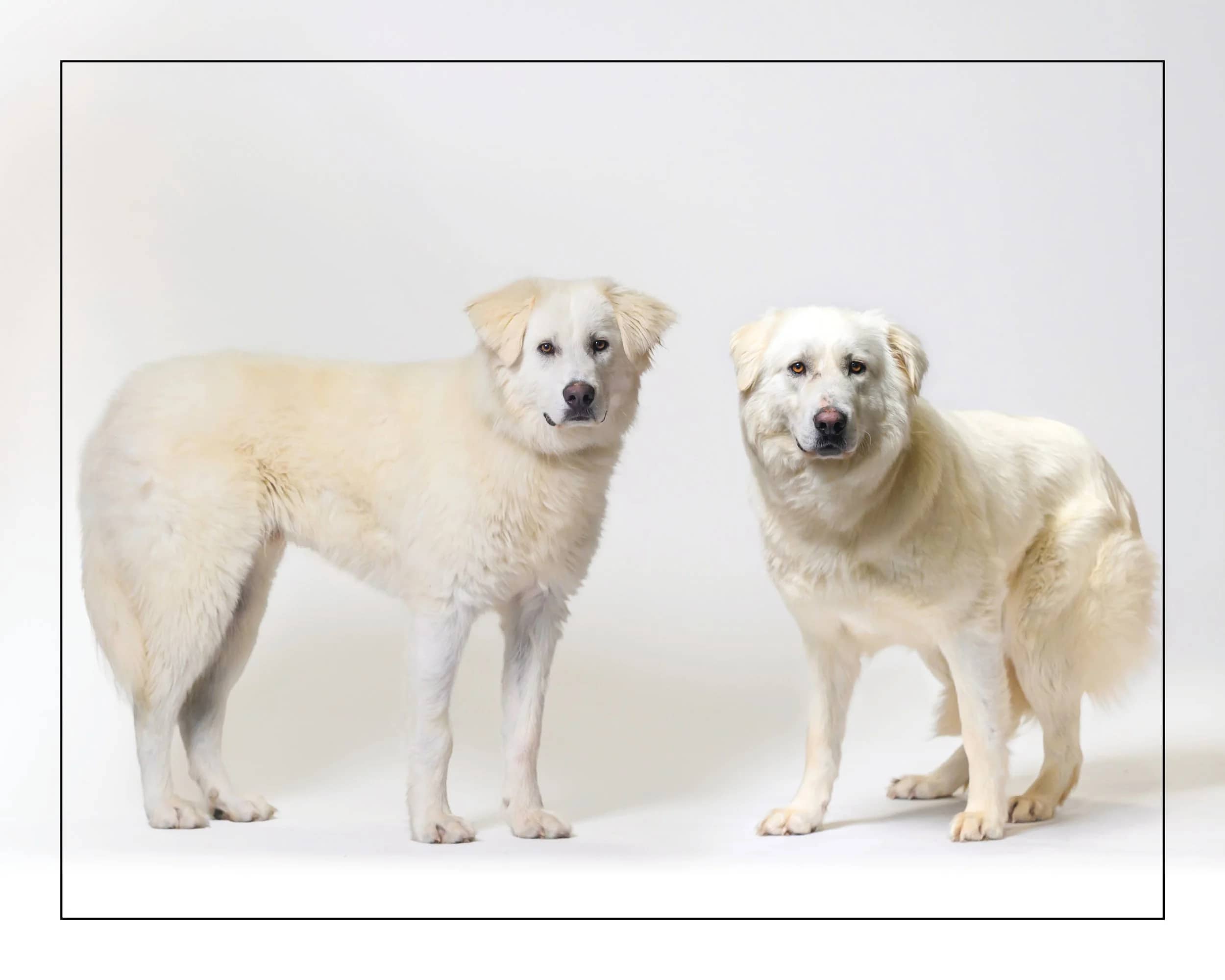 Christy & Oliver - Great Pyreneese Mix available for adoption