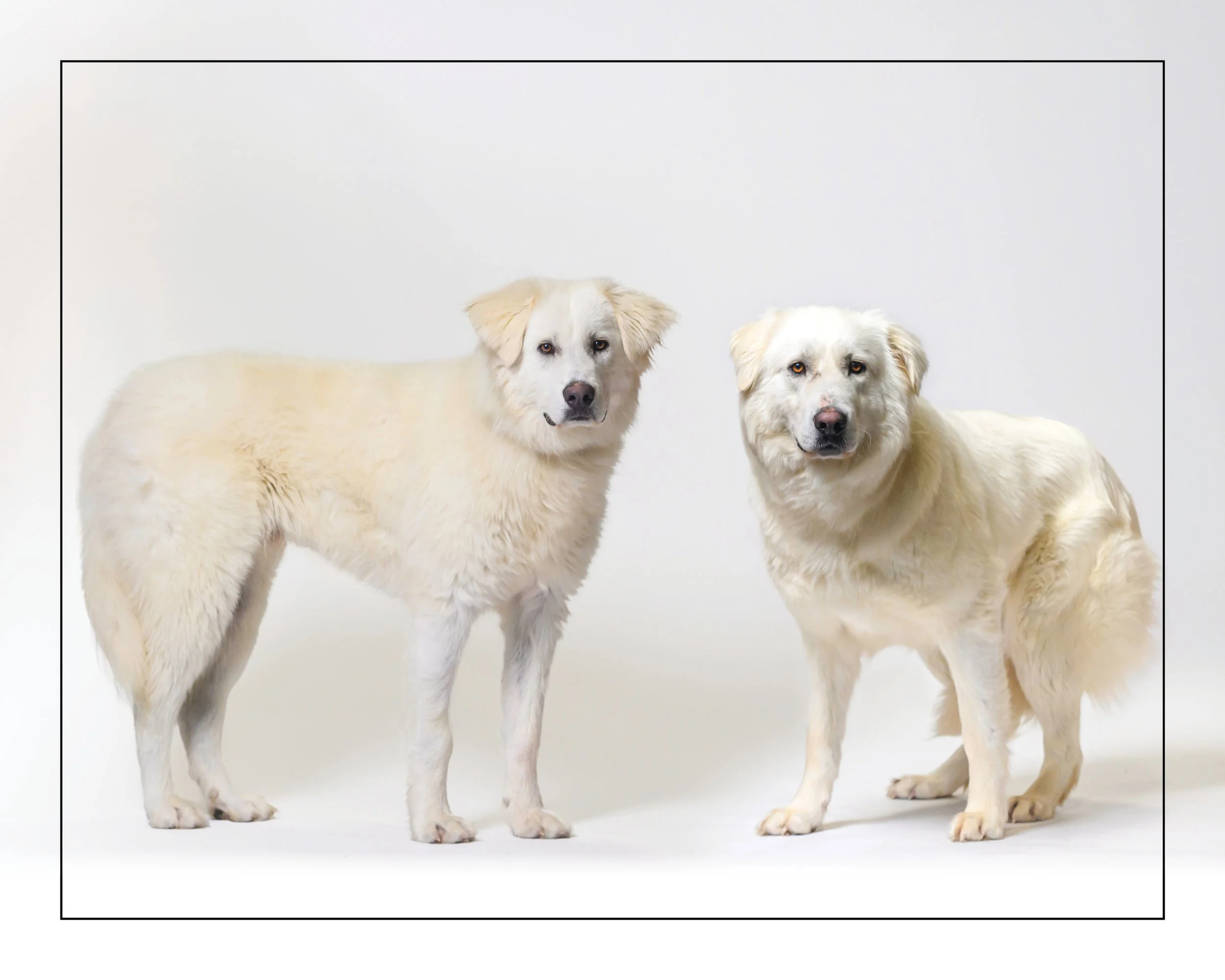 Christy & Oliver - Great Pyreneese Mix available for adoption at Dog Tales Rescue and Sanctuary in Ontario