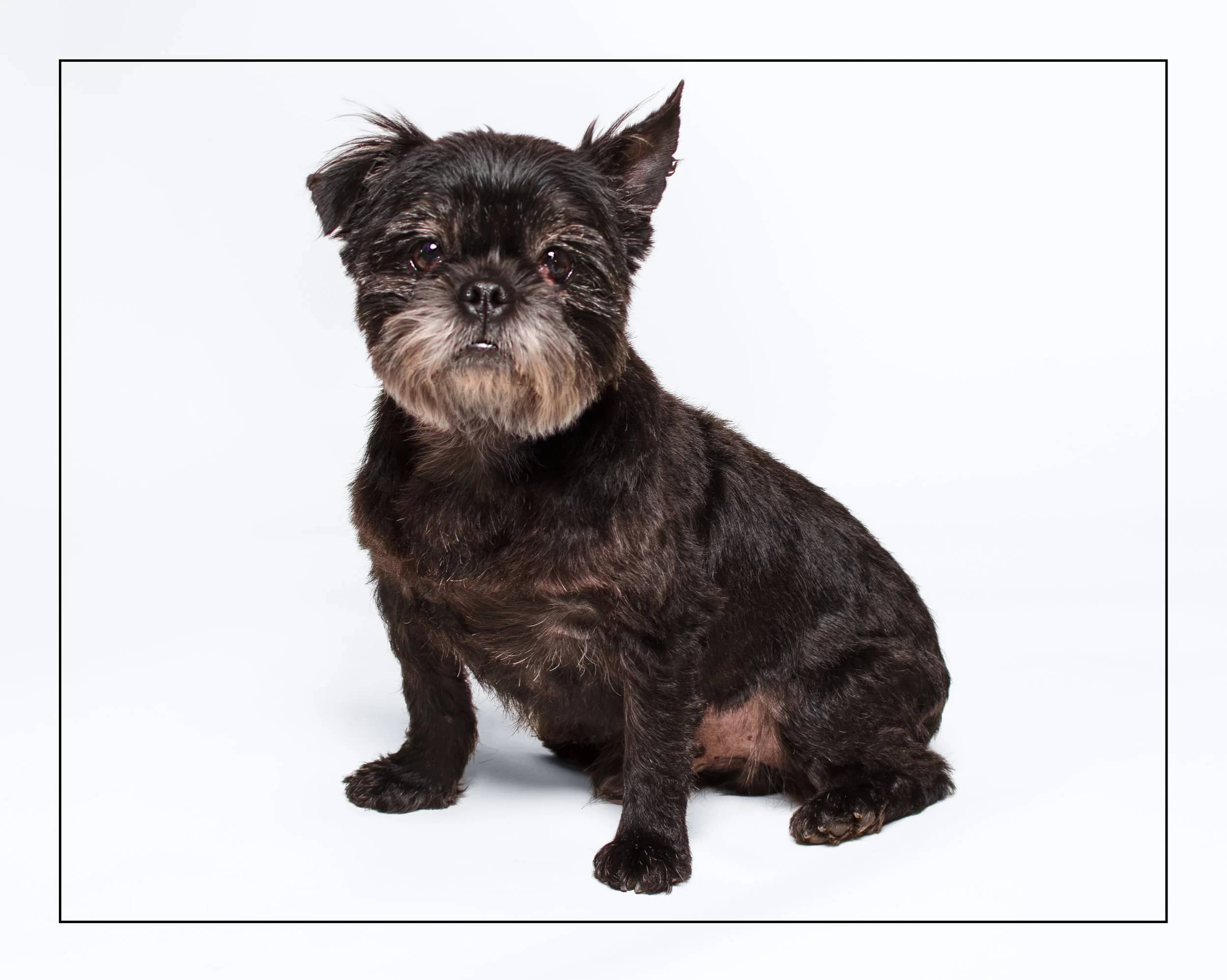 BamBam - Terrier Mix available for adoption in Ontario