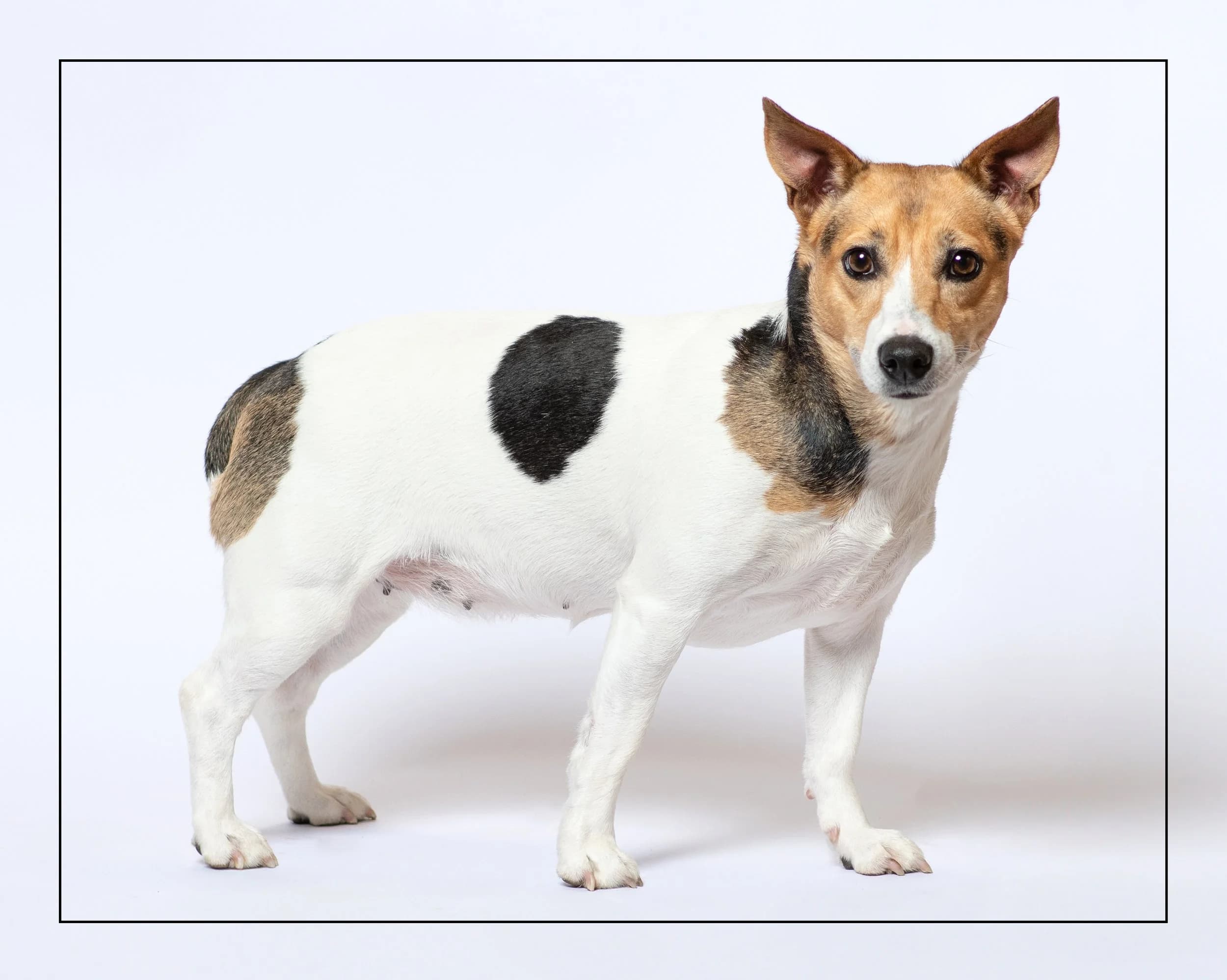 Sweet Pea - Jack Russell Terrier available for adoption