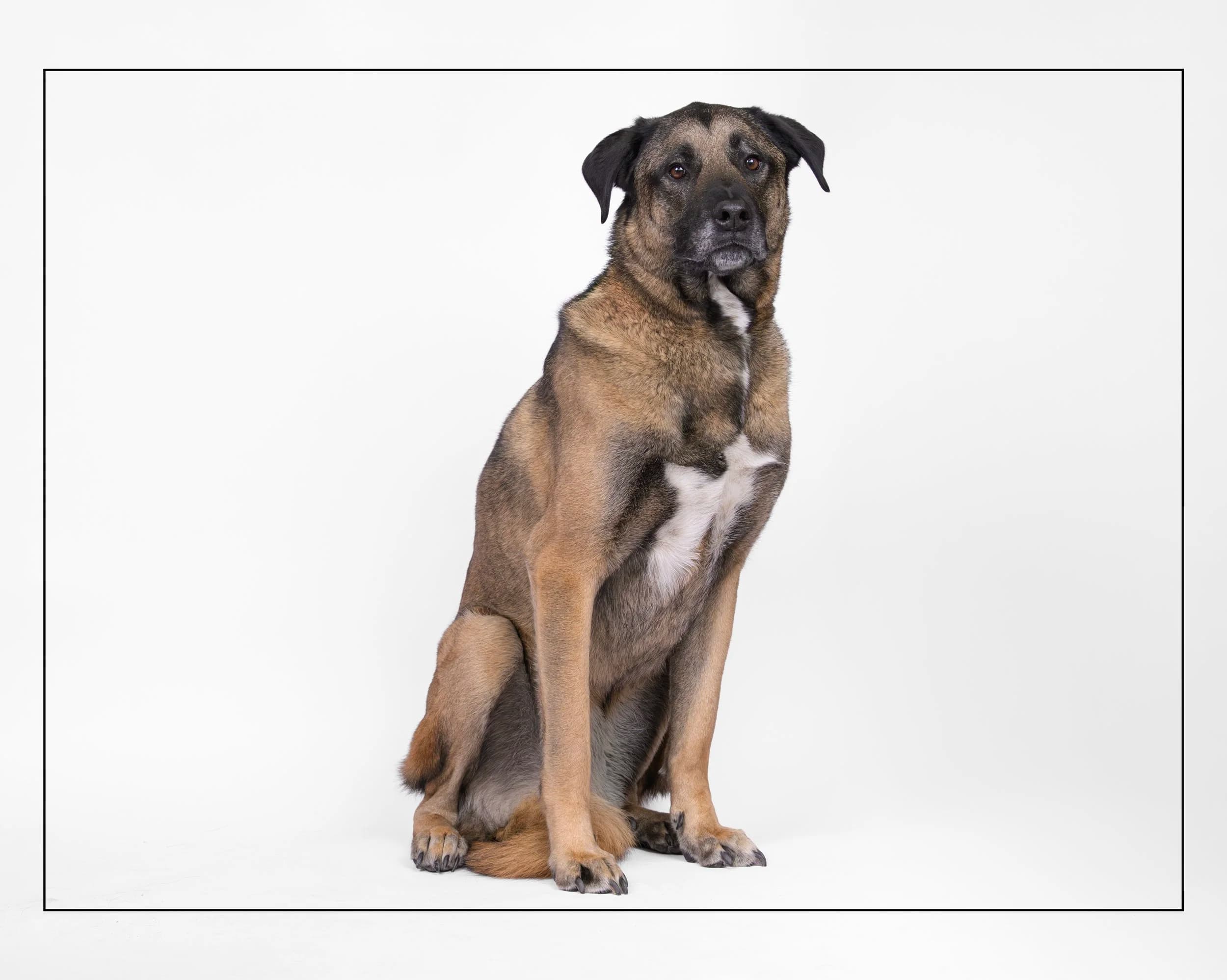 Zeus - German Shepherd Mix available for adoption at Dog Tales Rescue and Sanctuary in Ontario