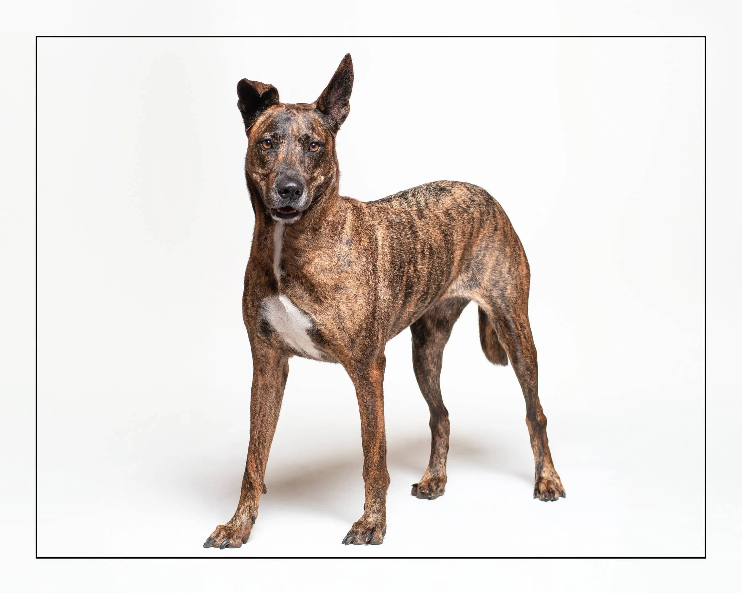 Nicole - Belgian Malinois Mix available for adoption