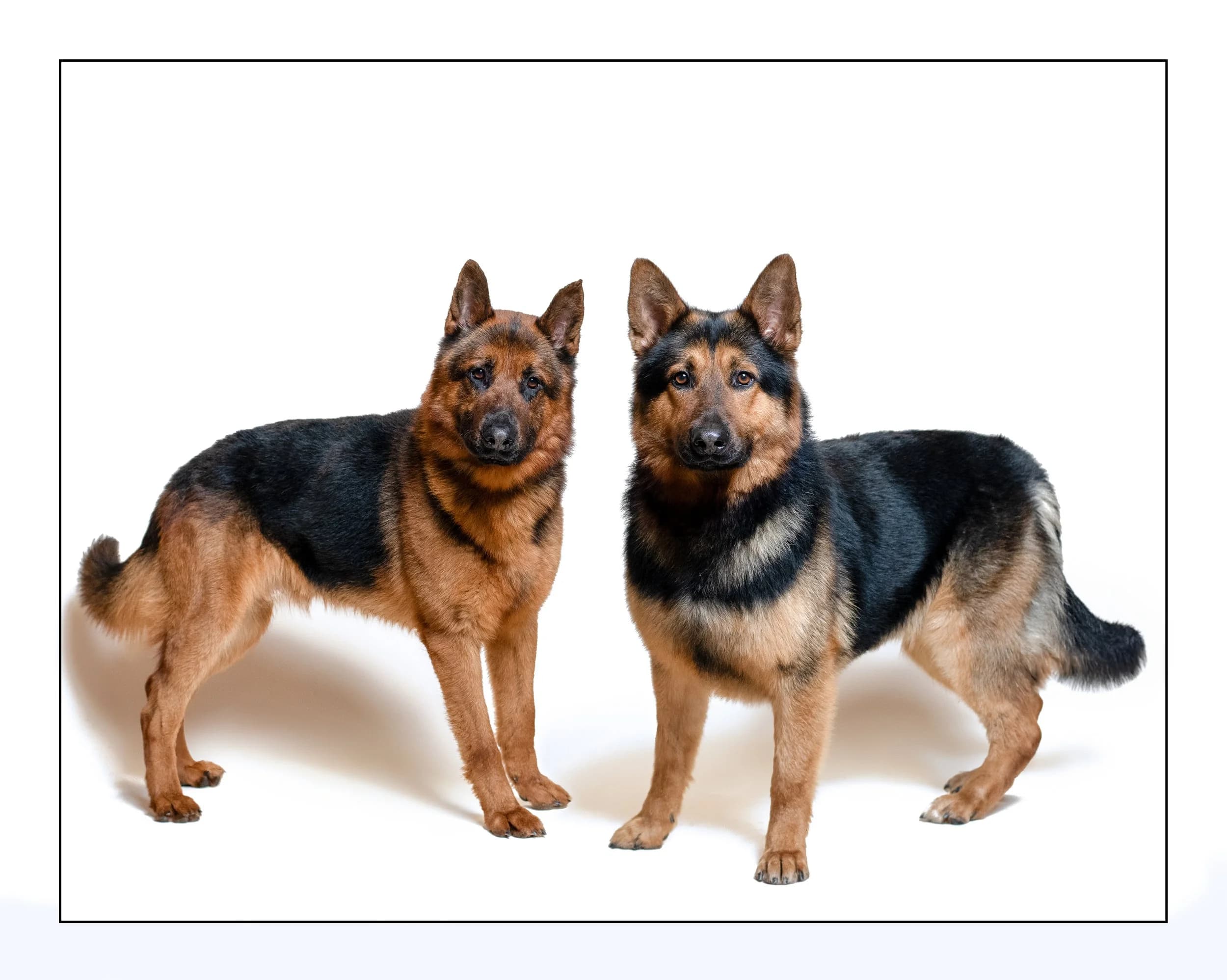 Charlie & Rocky - German Shepherd available for adoption