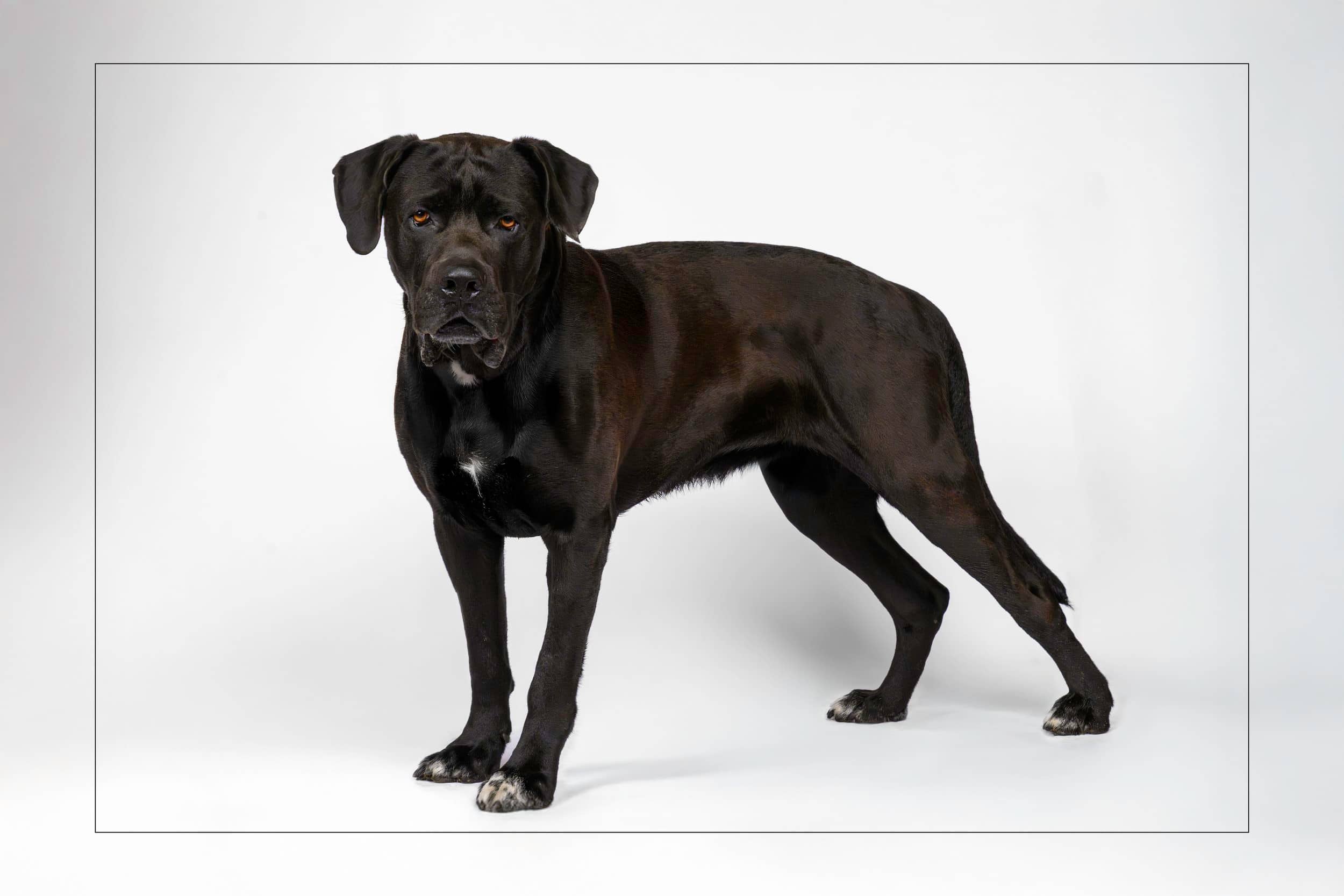 Wally - Cane Corso Mix available for adoption