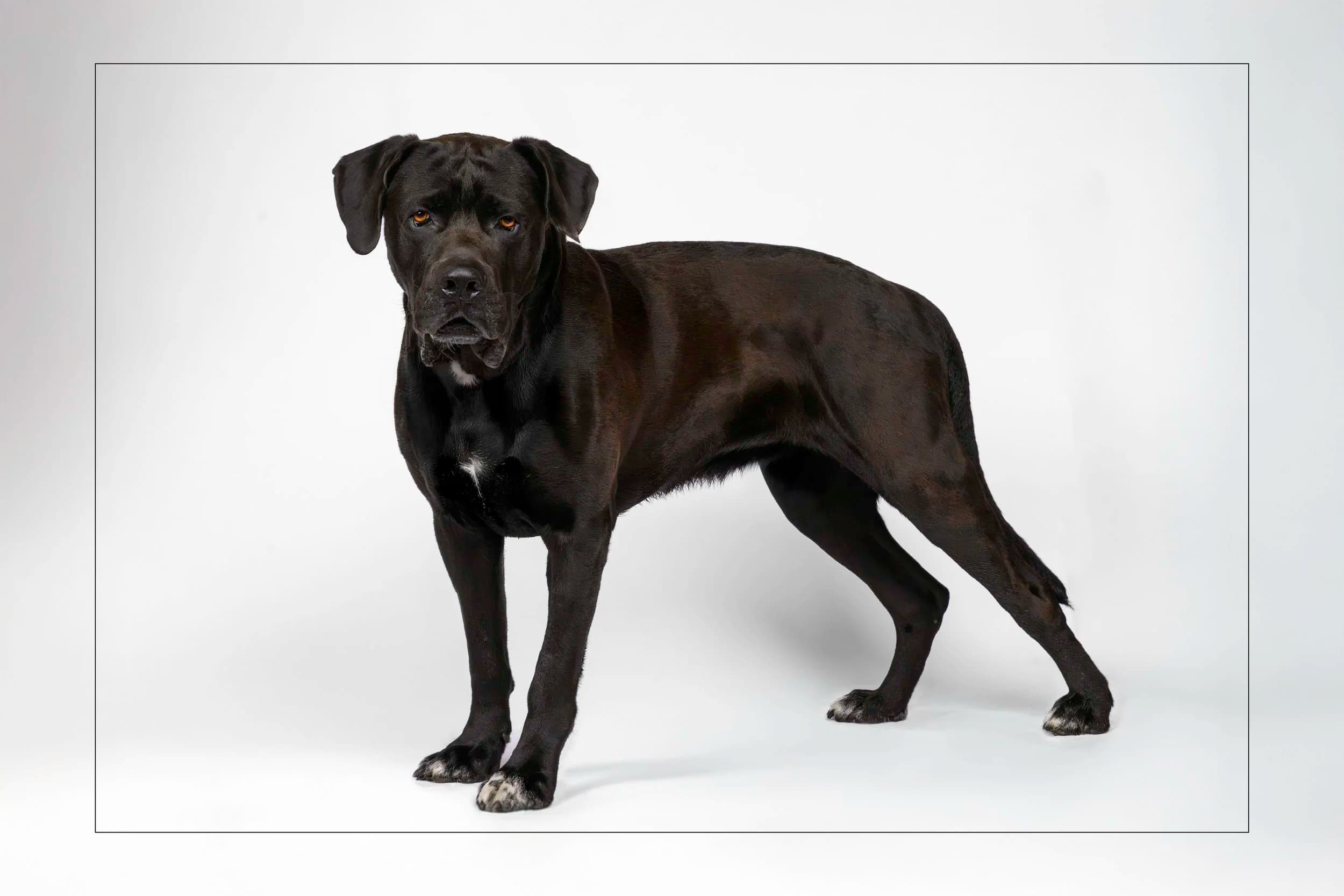 Wally - Cane Corso Mix available for adoption at Dog Tales Rescue and Sanctuary in Ontario