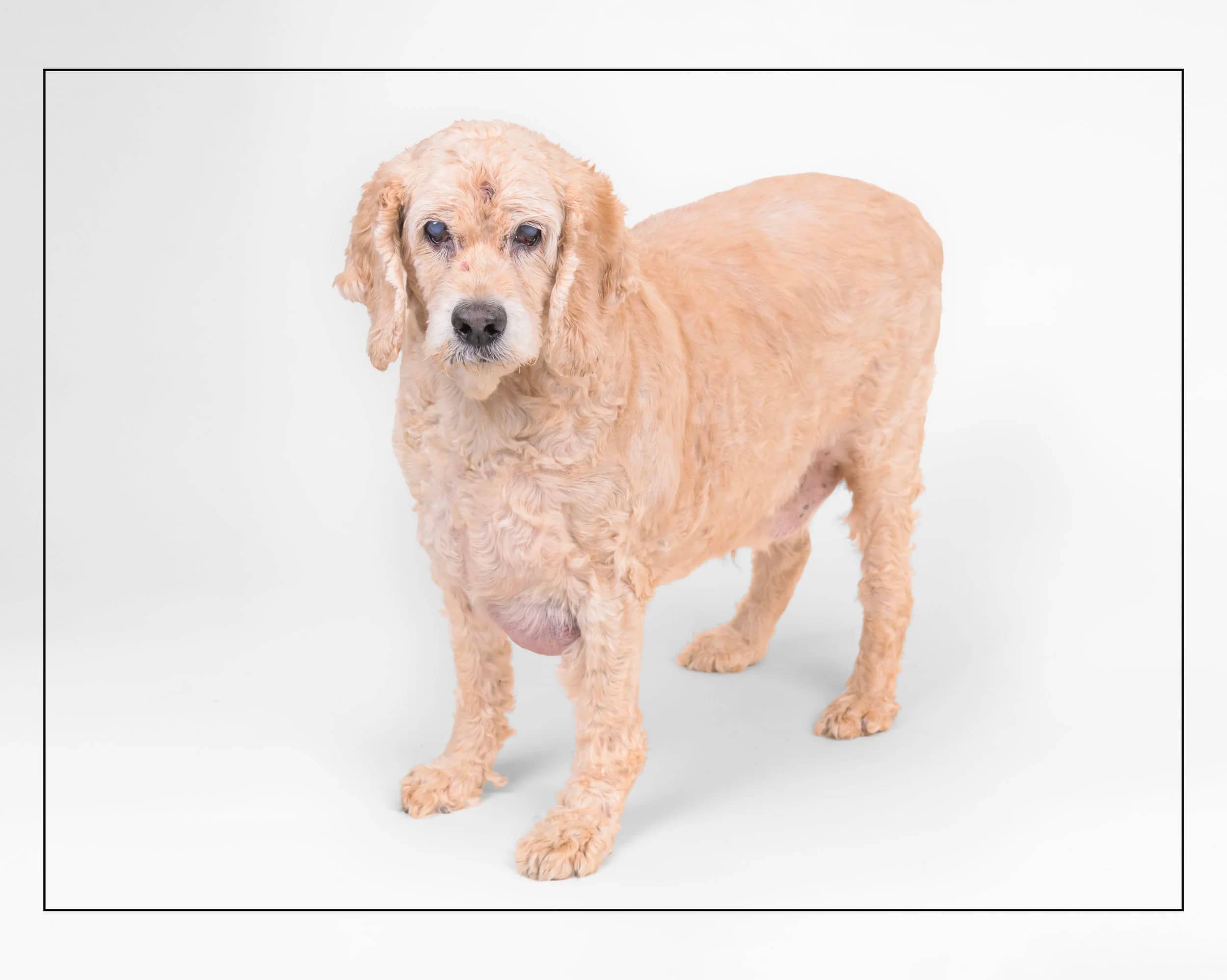Buddy - Golden Doodle available for adoption in Ontario