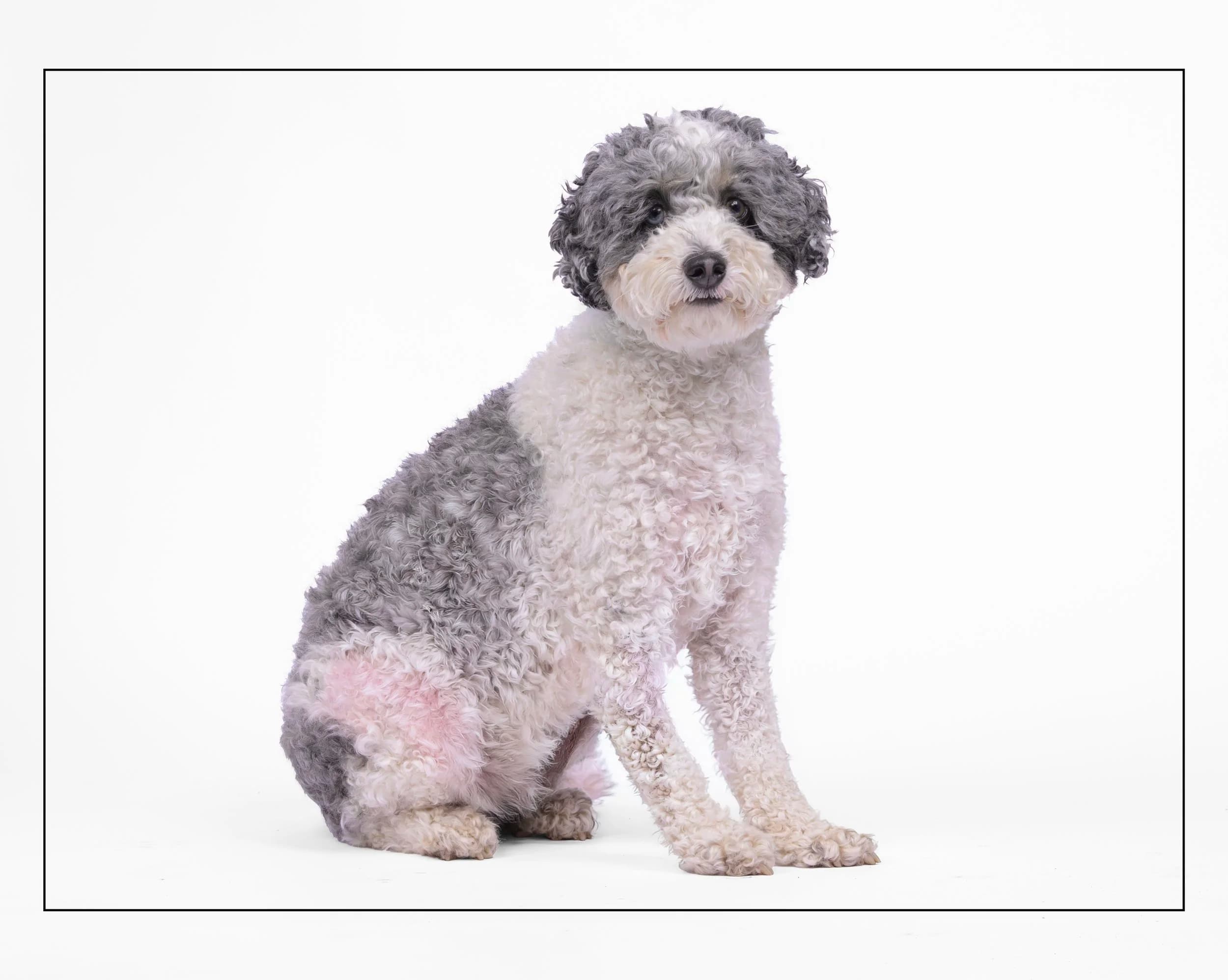 Charlie - Cocker Spaniel Mix available for adoption at Dog Tales Rescue and Sanctuary in Ontario