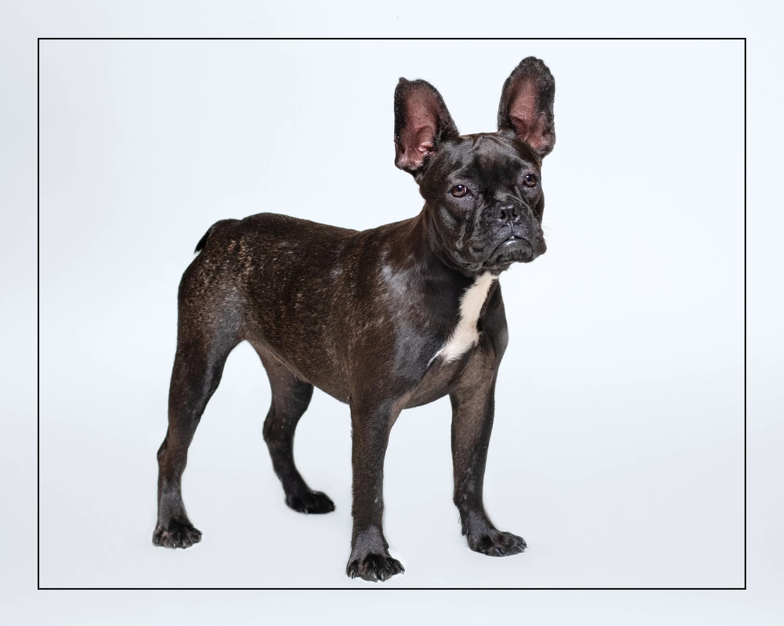 Francesca - French Bulldog available for adoption