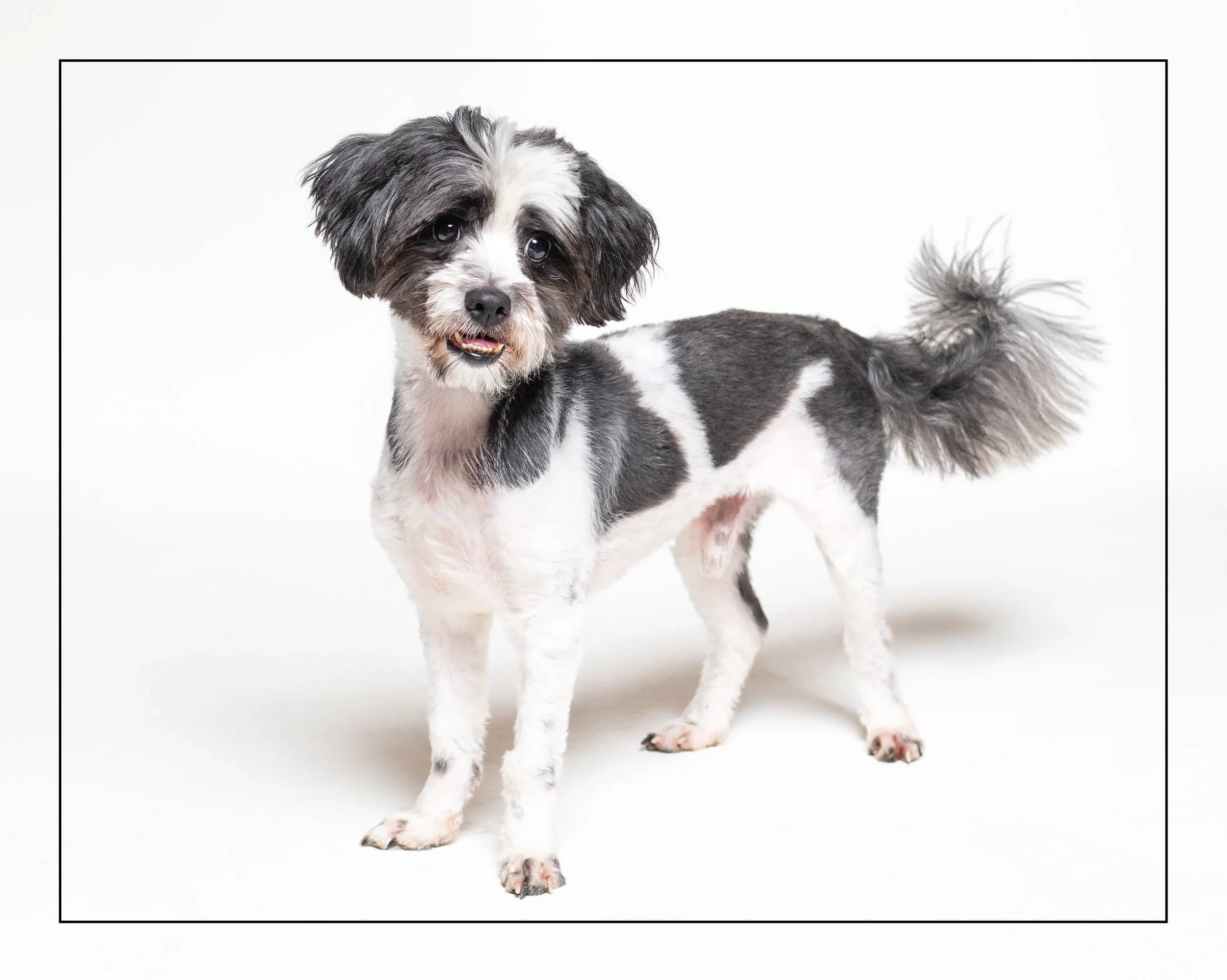 Dario - Shih Tzu Mix available for adoption