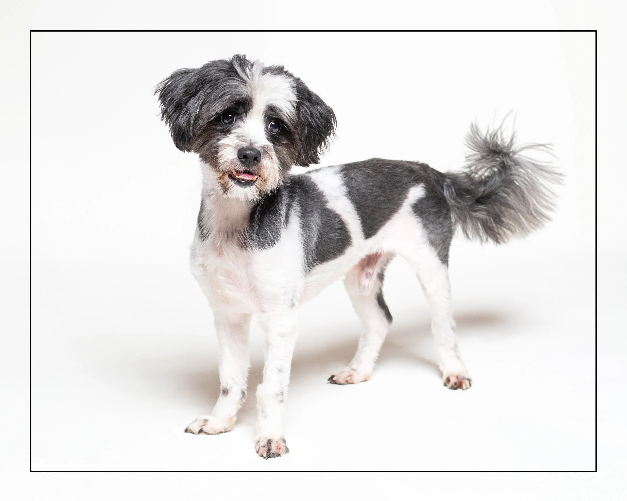 Dario - Shih Tzu Mix available for adoption
