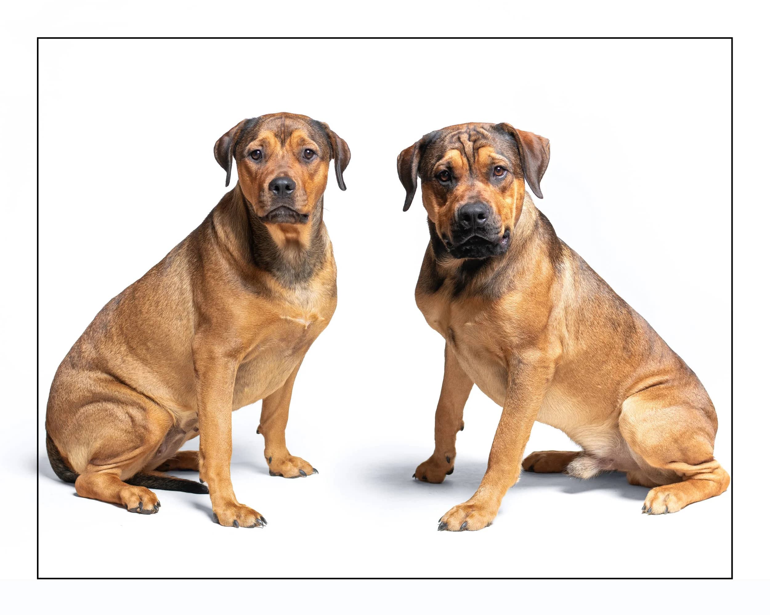 Ruby & Zander - Rhodesian Ridgeback Mix available for adoption in Ontario