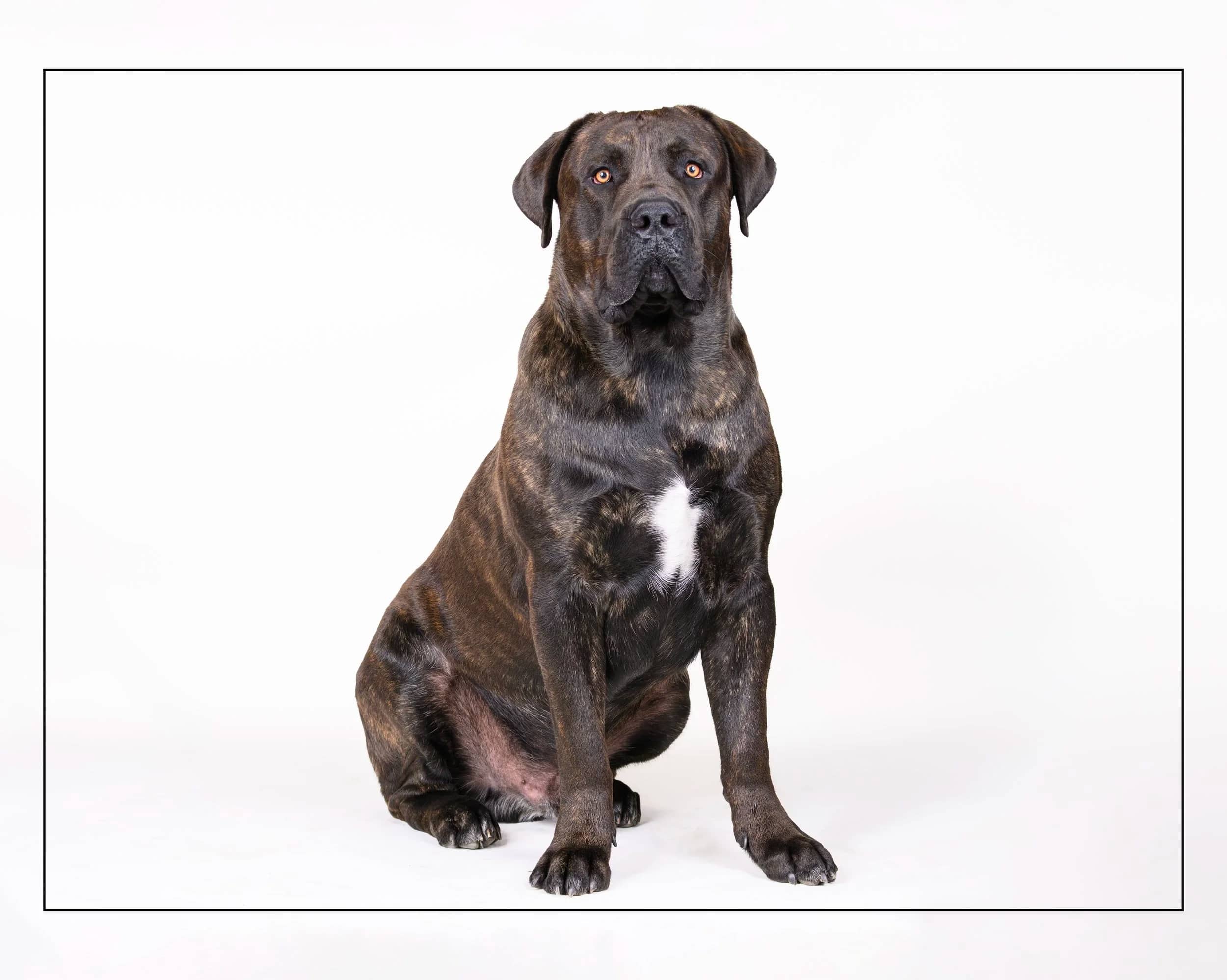 Preacher - Mastiff Mix available for adoption