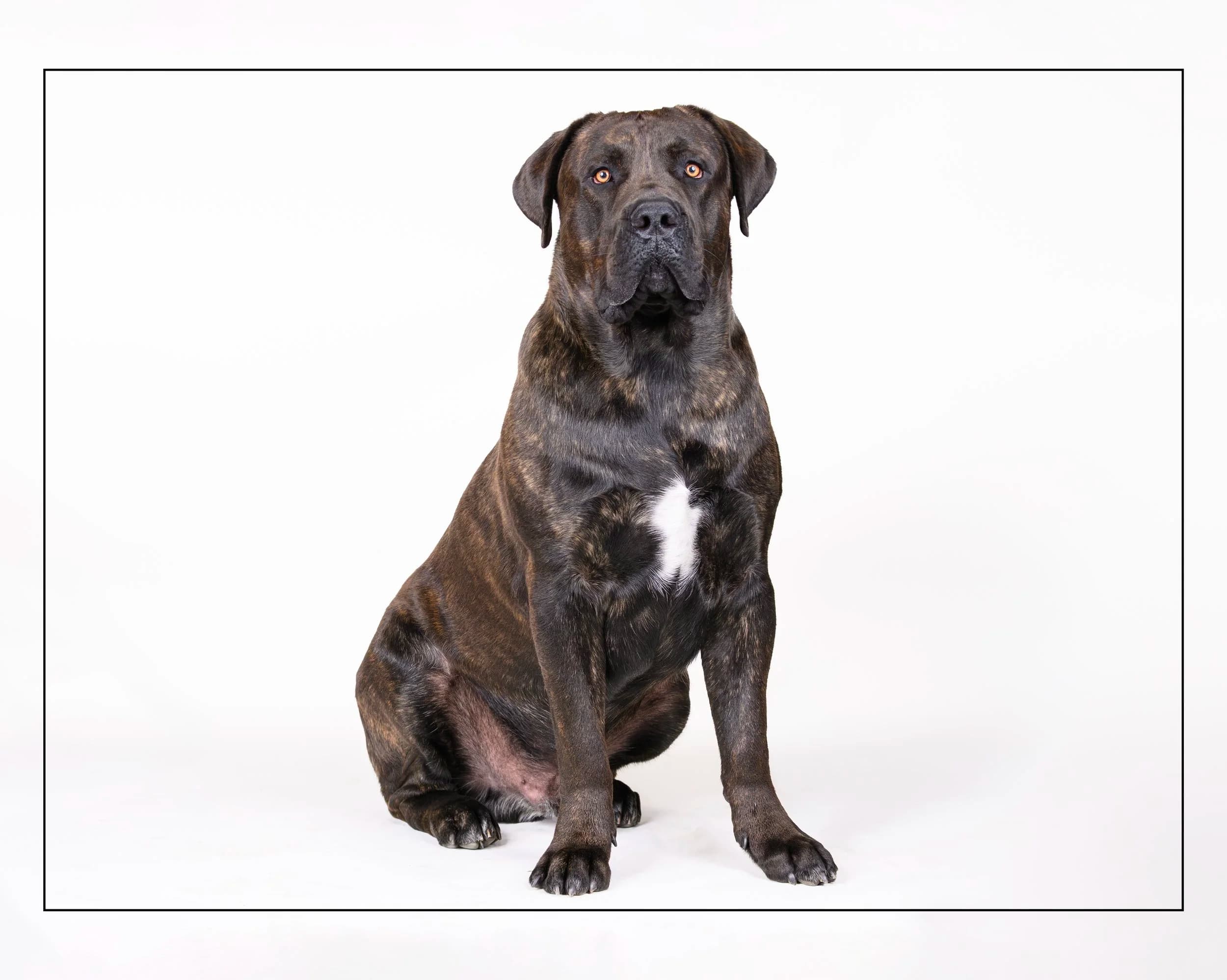 Preacher - Mastiff Mix available for adoption at Dog Tales Rescue and Sanctuary in Toronto