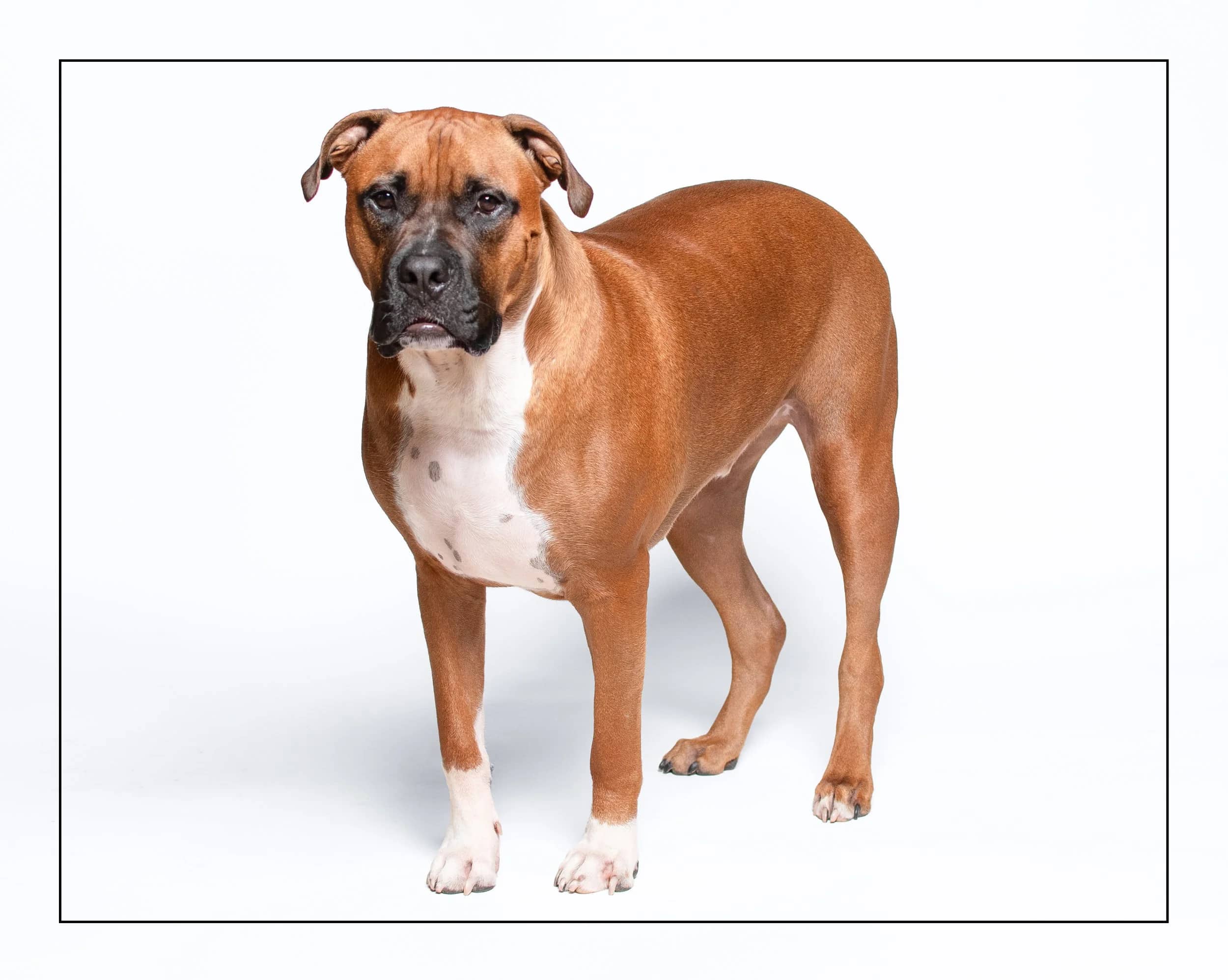 Hooch - Boxer Mix available for adoption in Ontario