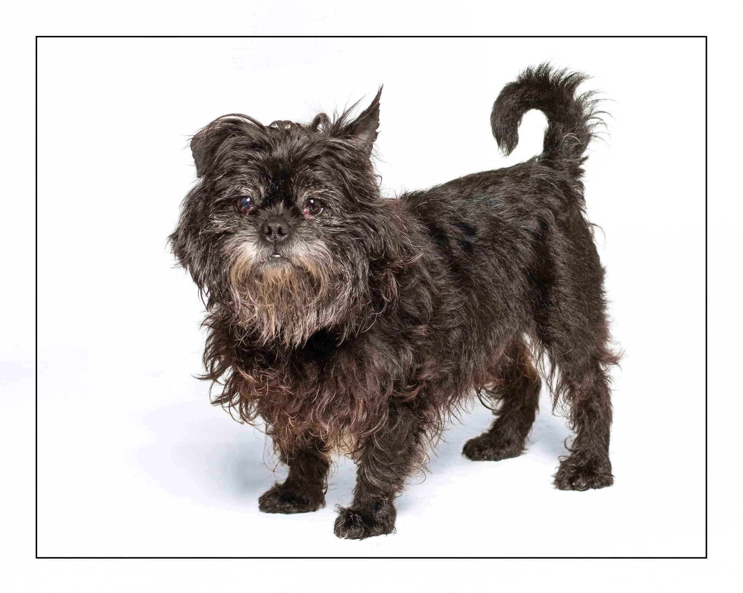 BamBam - Terrier Mix available for adoption