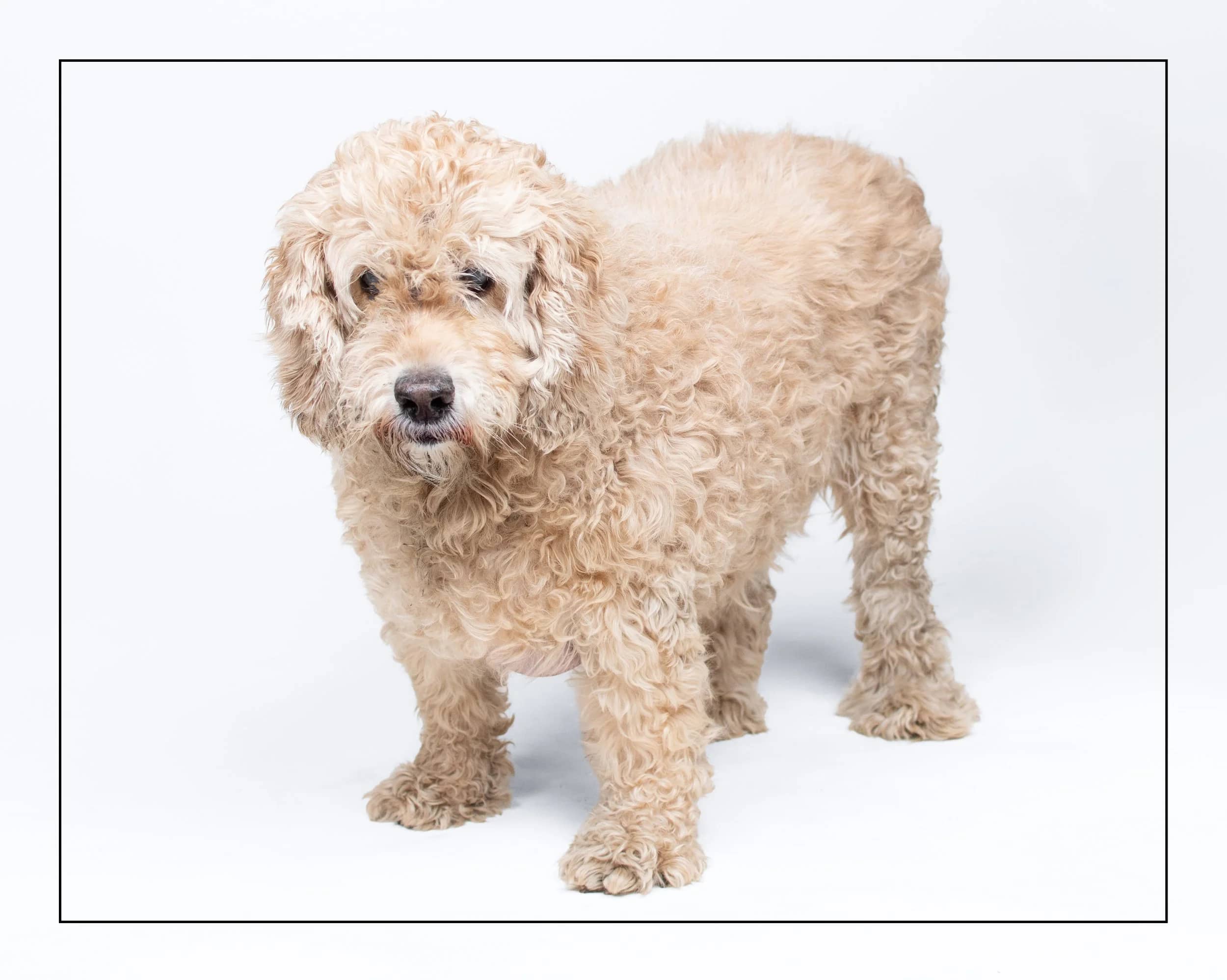Buddy - Golden Doodle available for adoption in Ontario