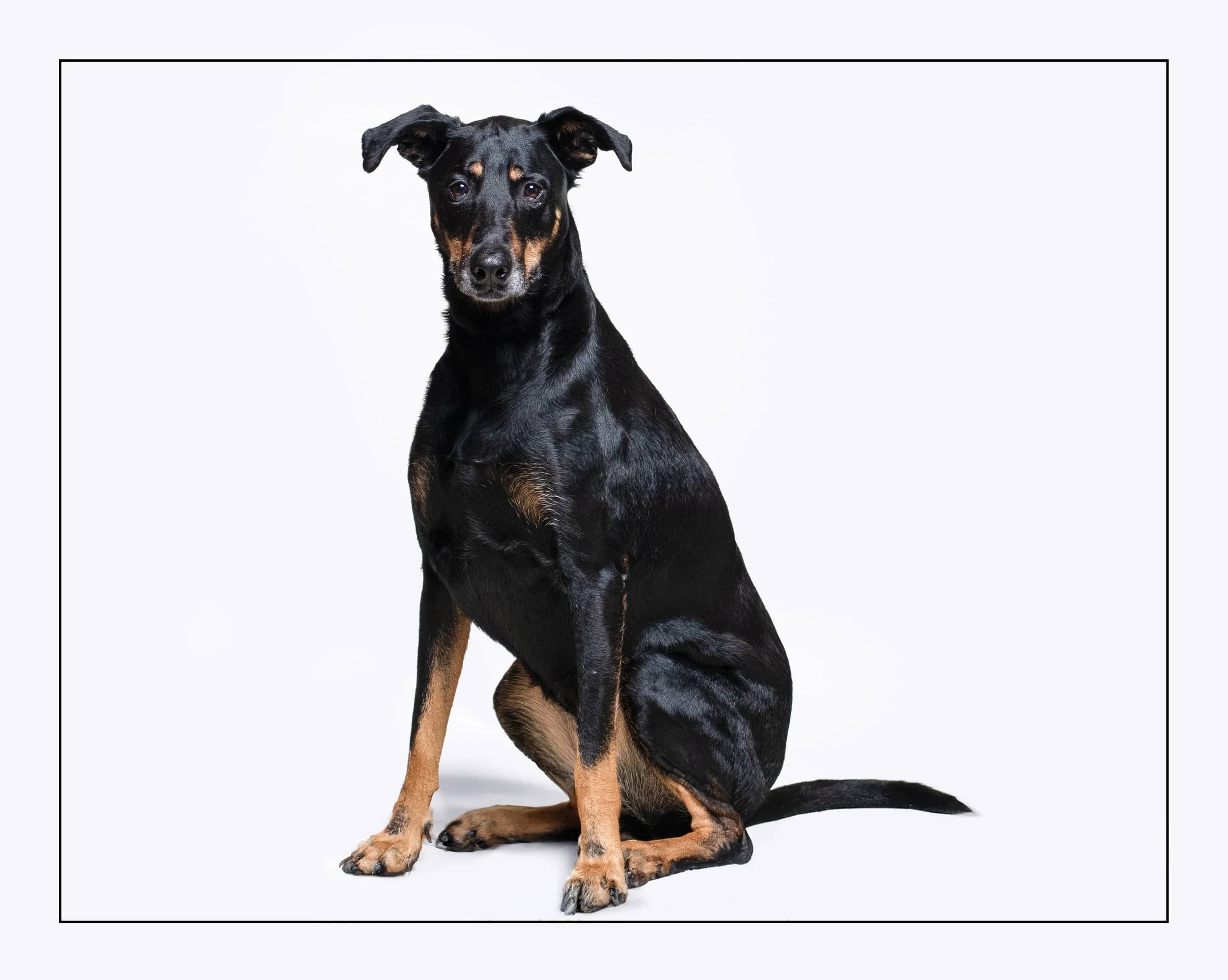 Ivy - Doberman Pinscher Mix available for adoption