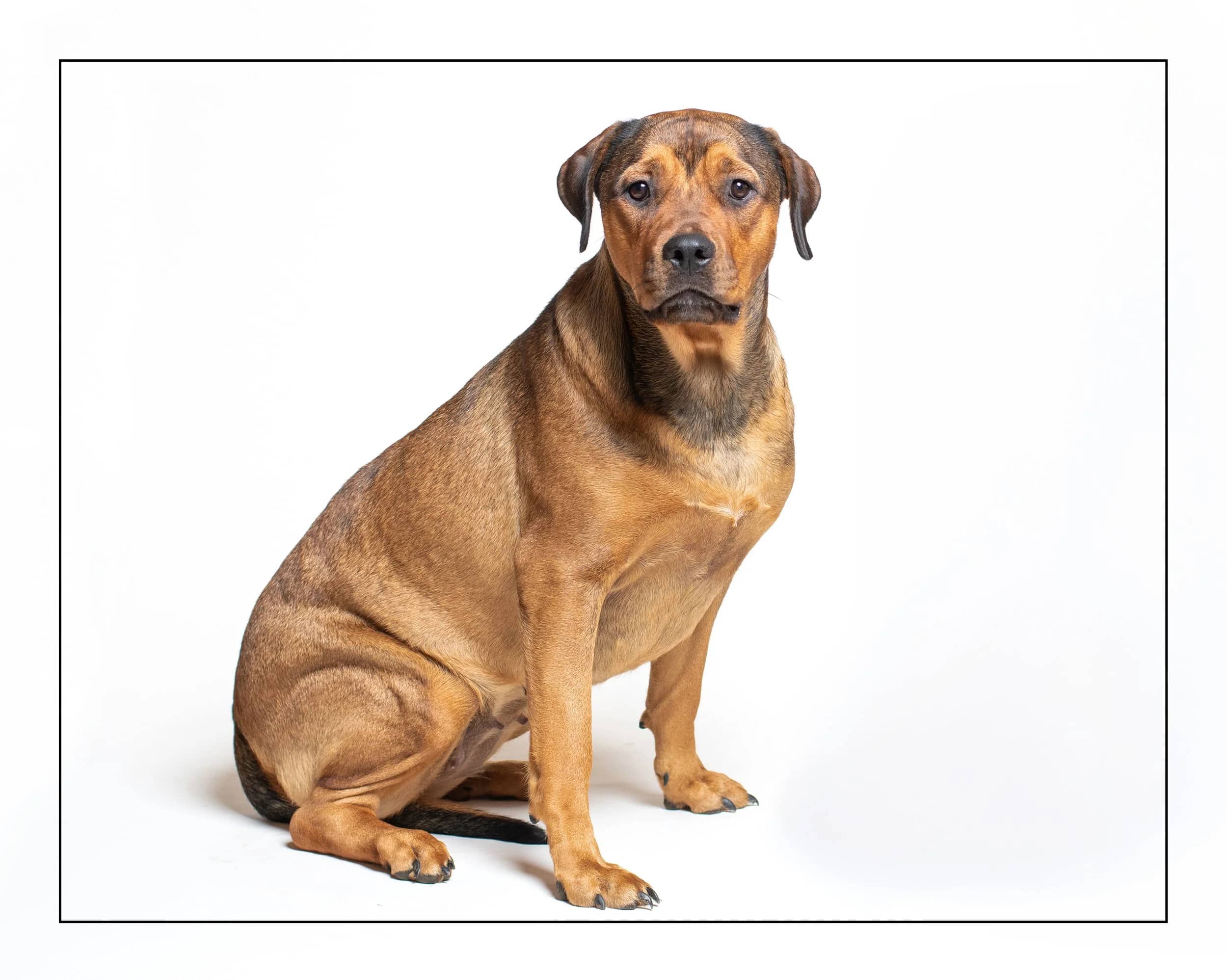 Ruby - Rhodesian Ridgeback Mix available for adoption in Ontario