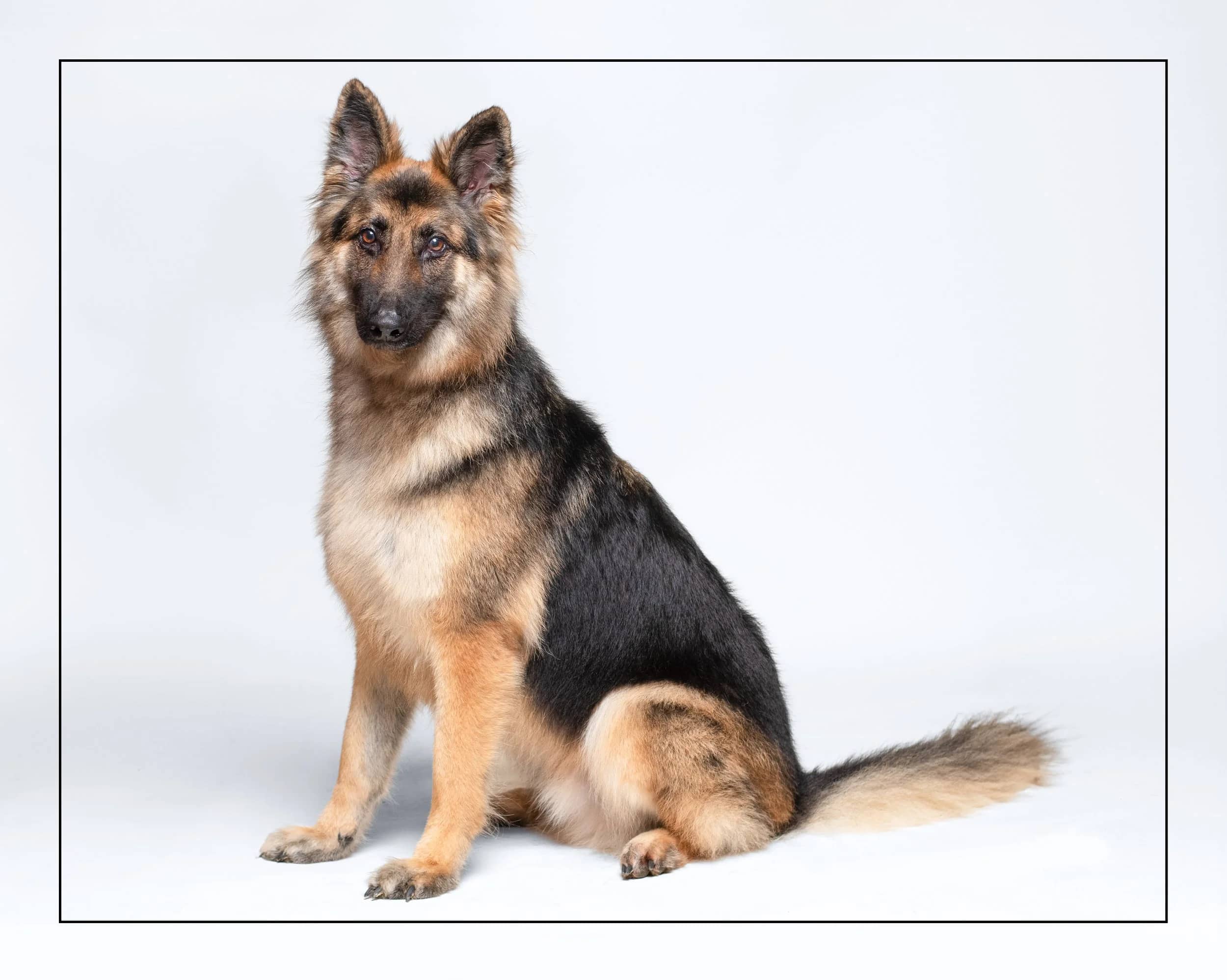 Max - German Shepherd available for adoption