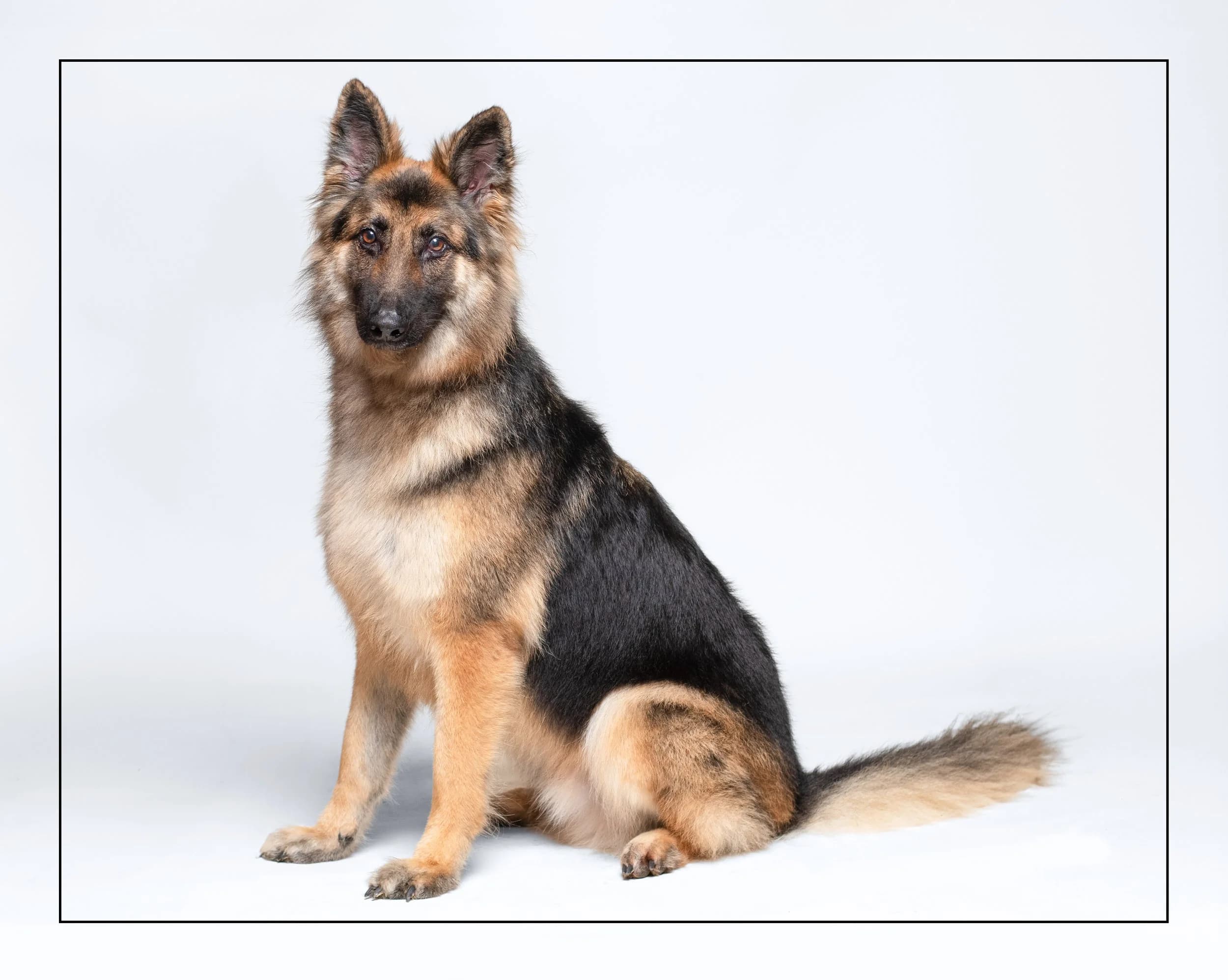Max - German Shepherd available for adoption