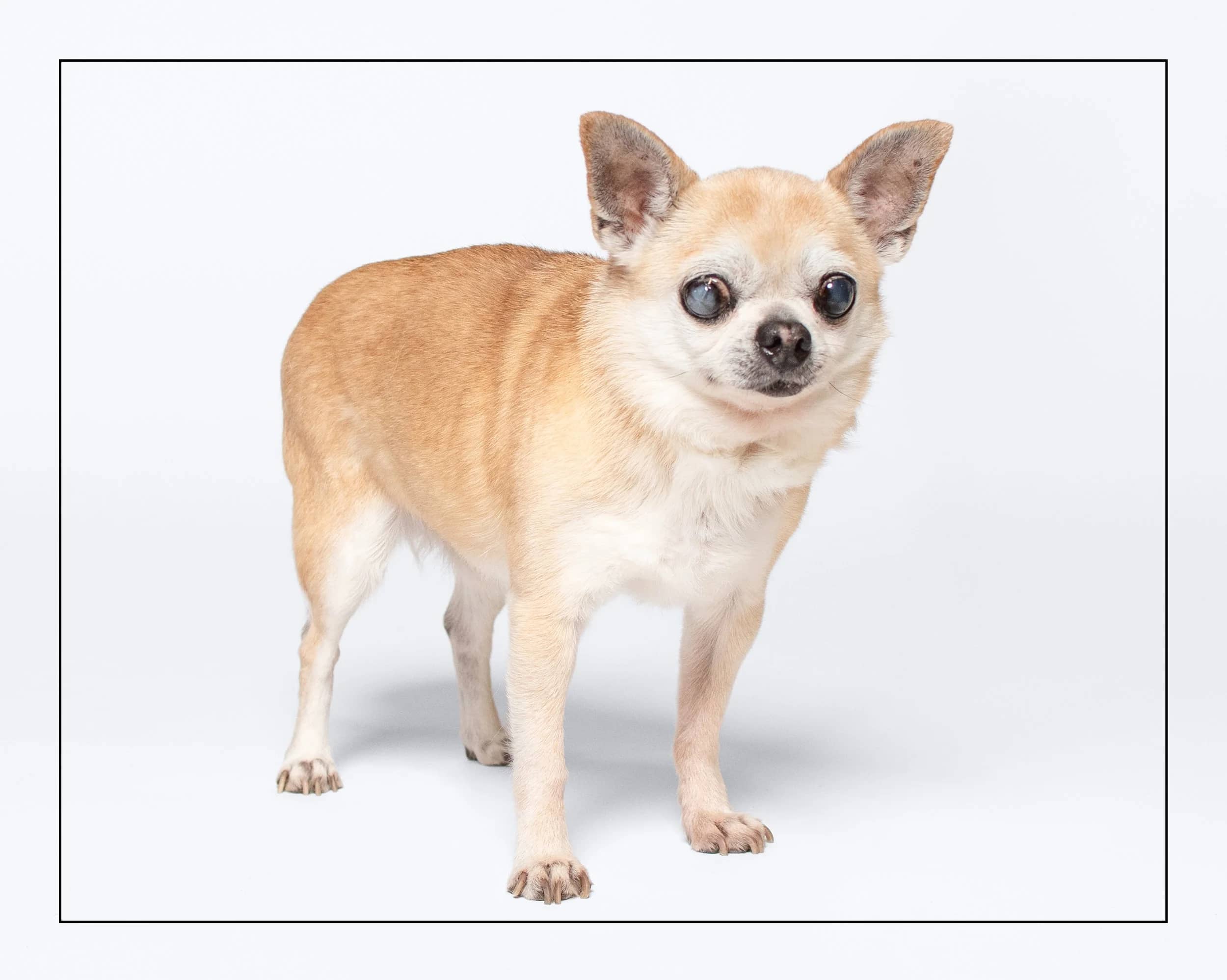 Ryder - Chihuahua available for adoption in Ontario