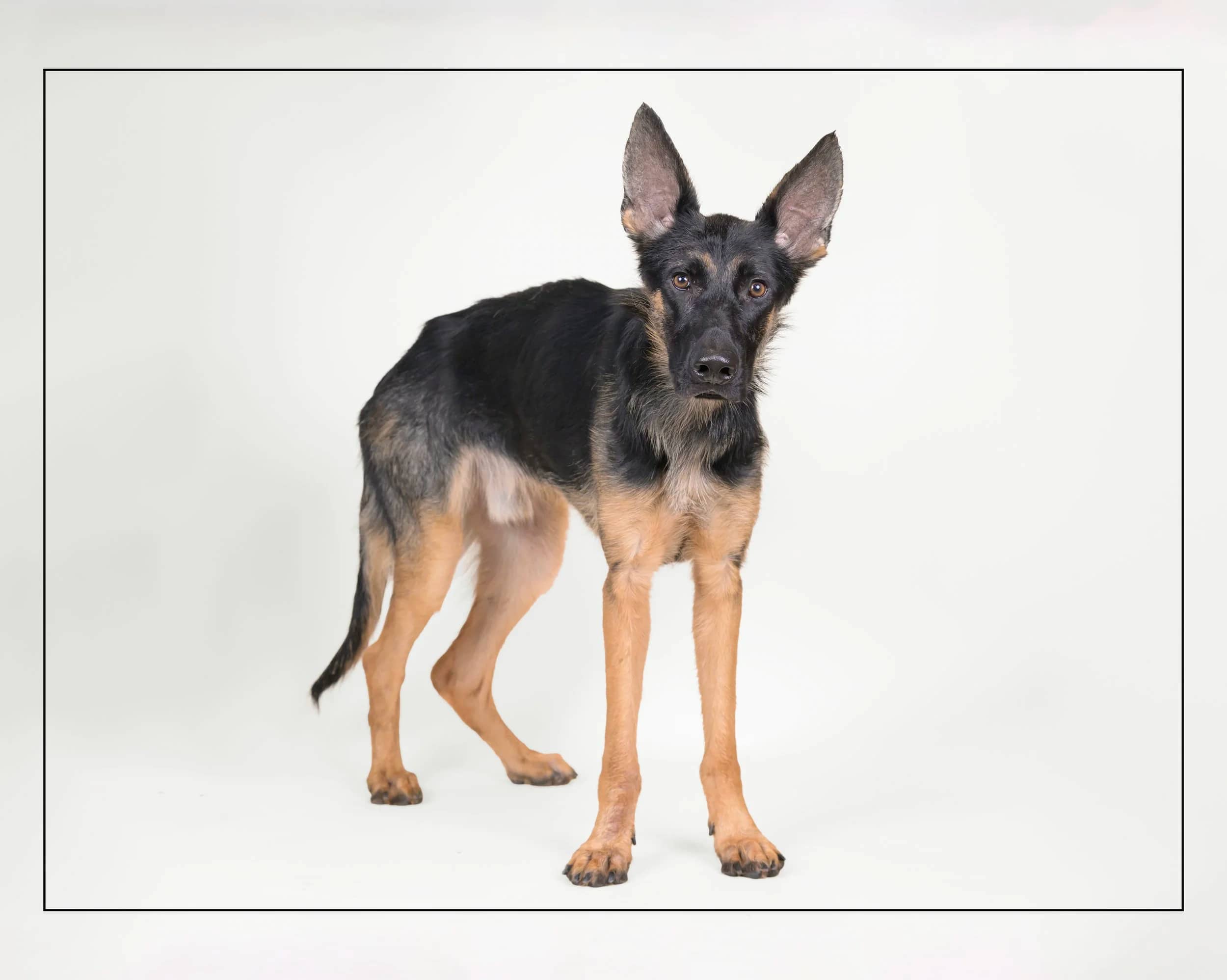 Shadow - German Shepherd available for adoption