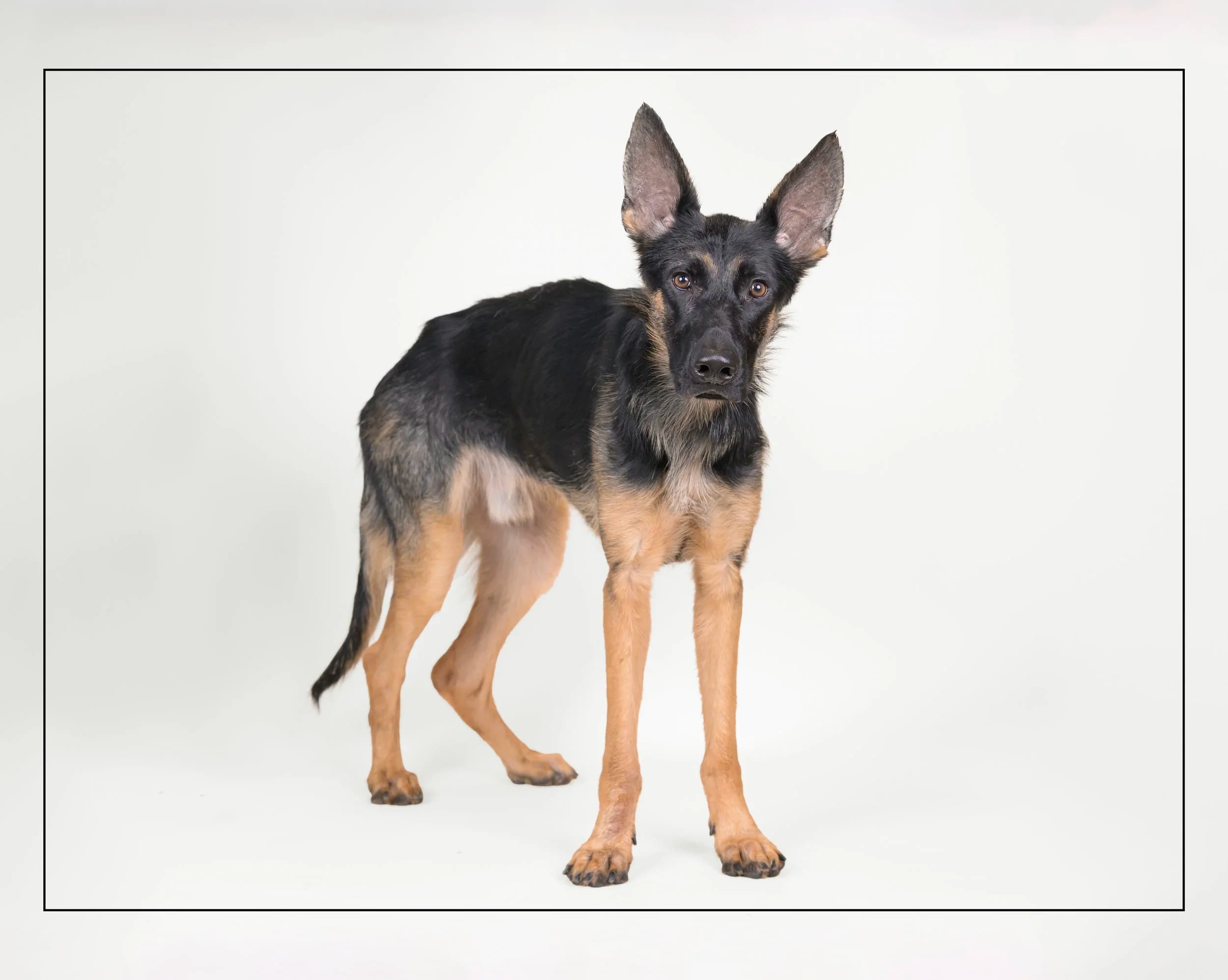 Shadow - German Shepherd available for adoption