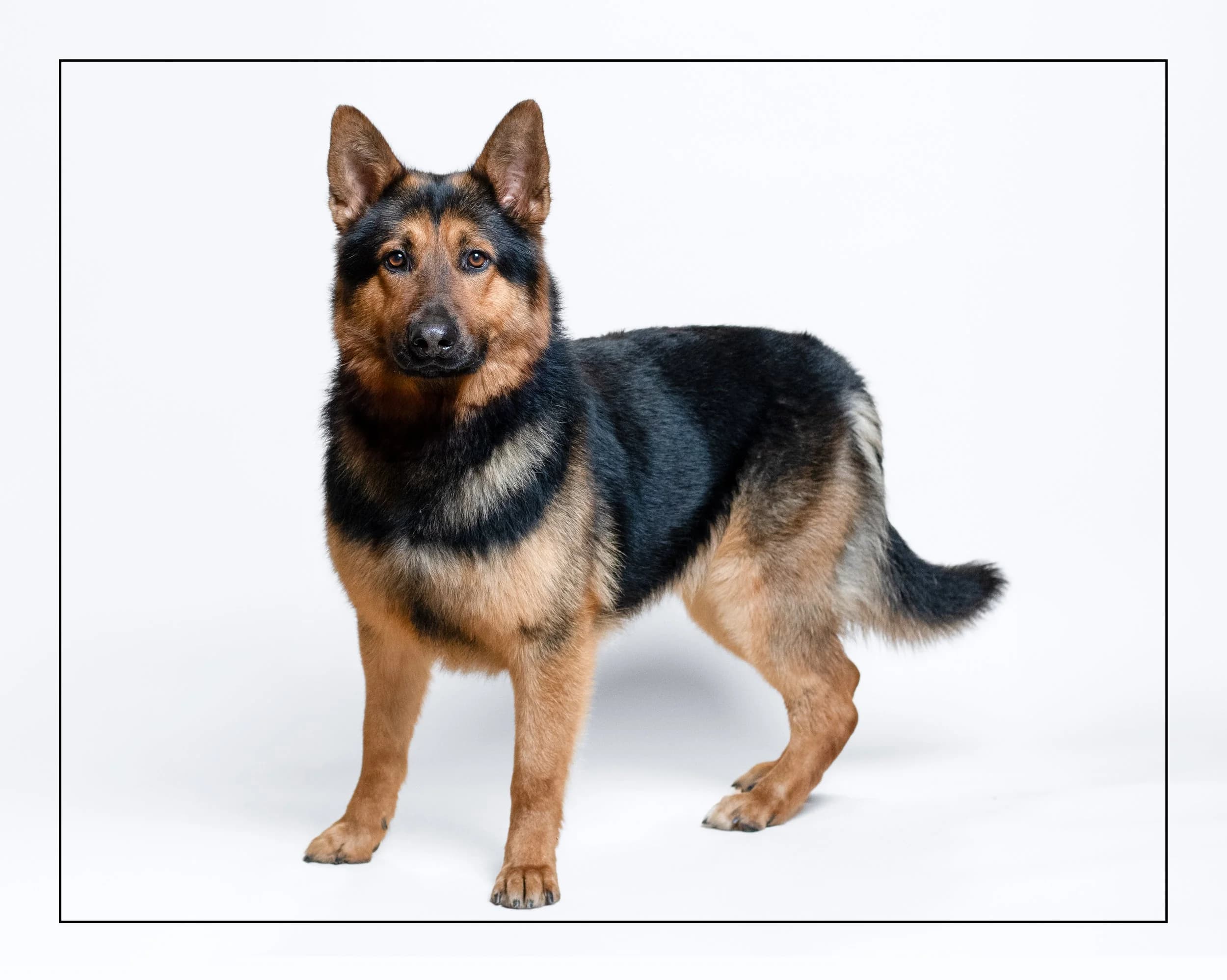 Charlie - German Shepherd available for adoption at Dog Tales Rescue and Sanctuary in Toronto