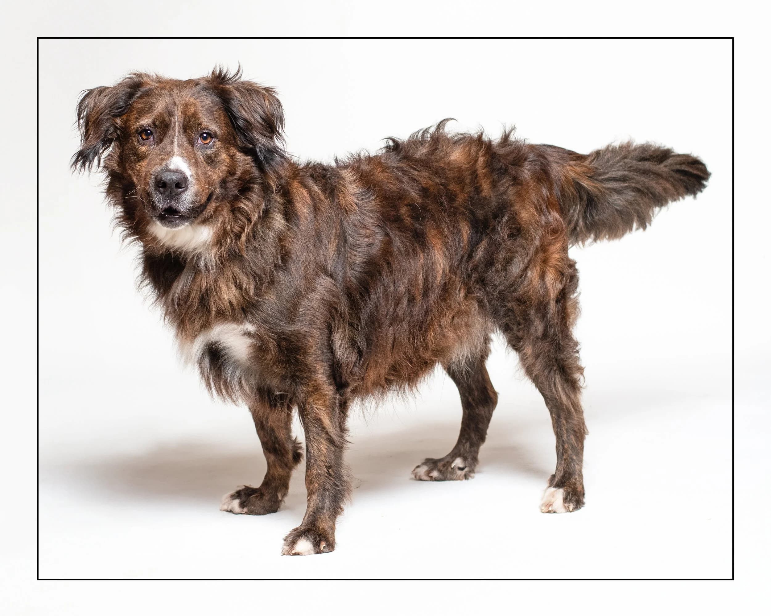 Hugo - Mixed available for adoption
