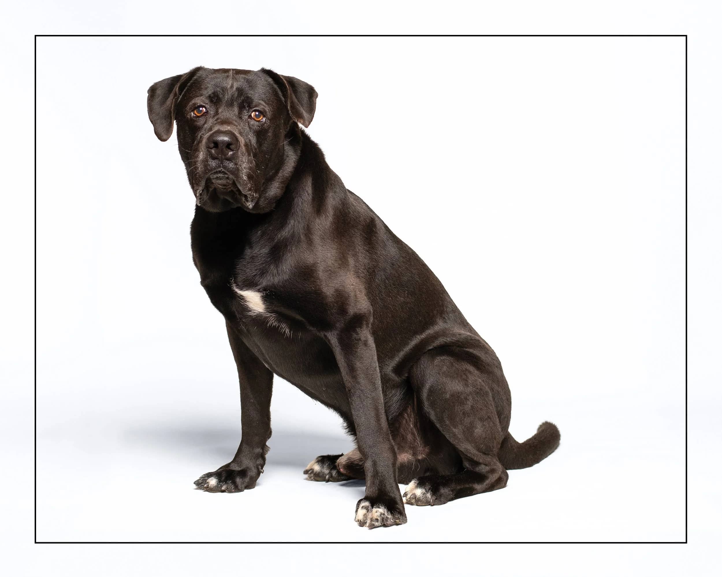 Wally - Cane Corso Mix available for adoption