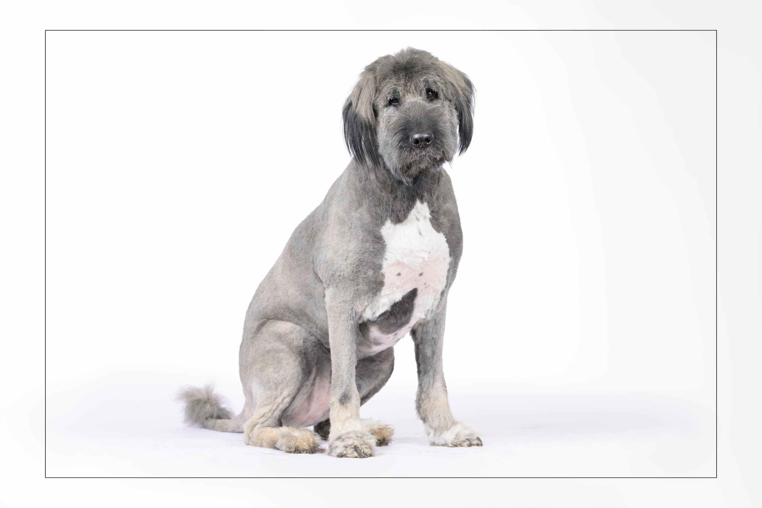 Zoya - Caucasian Shepherd available for adoption at Dog Tales Rescue and Sanctuary in Ontario