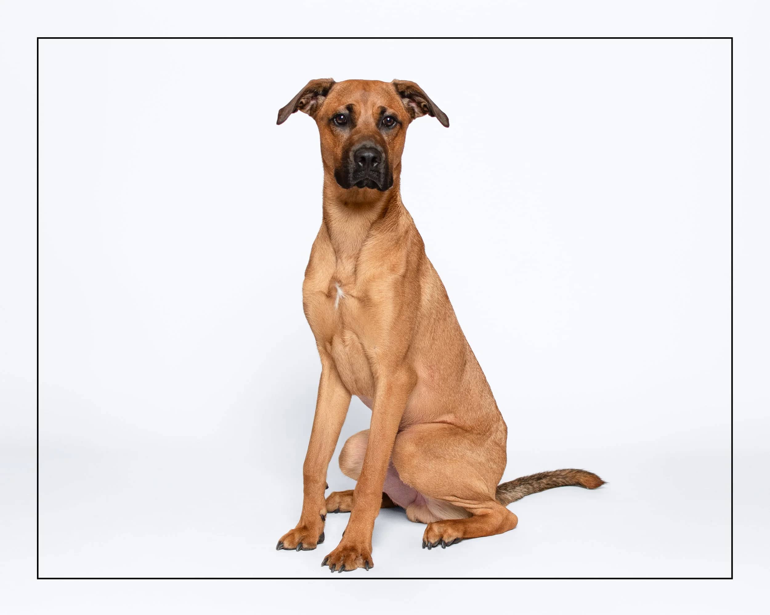 Elio - Mastiff Mix available for adoption in Ontario